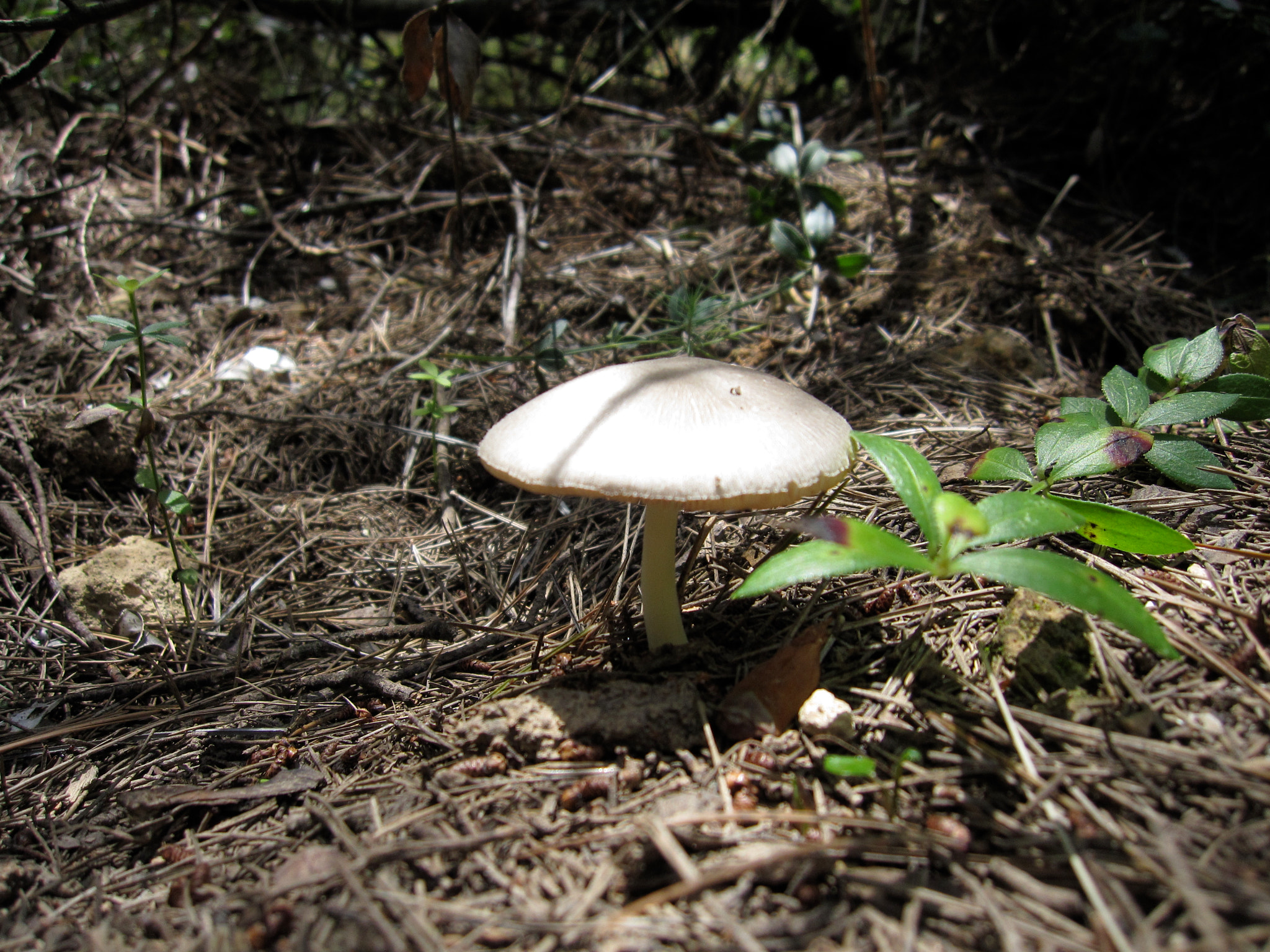 Canon PowerShot SD960 IS (Digital IXUS 110 IS / IXY Digital 510 IS) sample photo. Mushroom photography