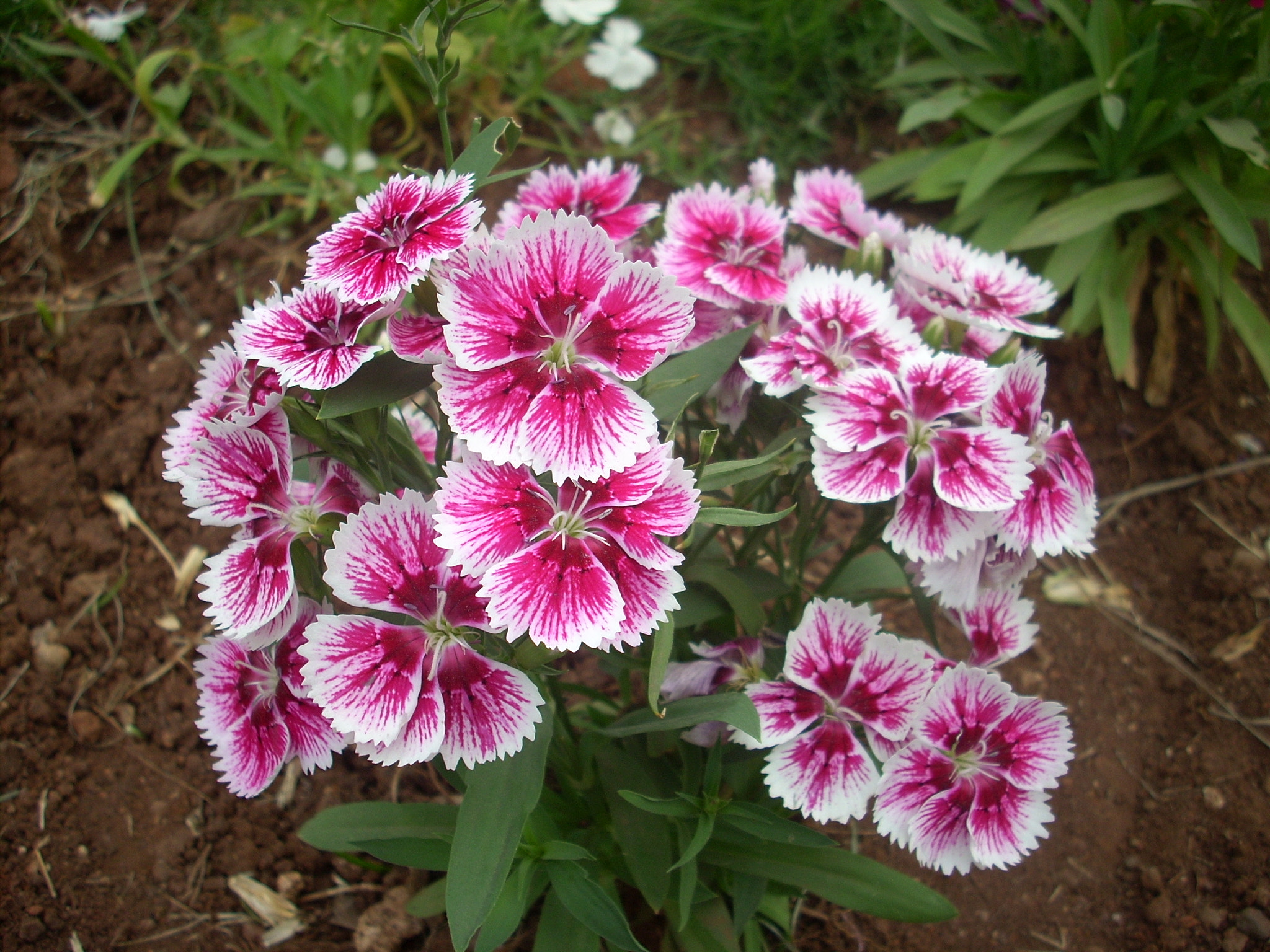 Nikon COOLPIX L10 sample photo