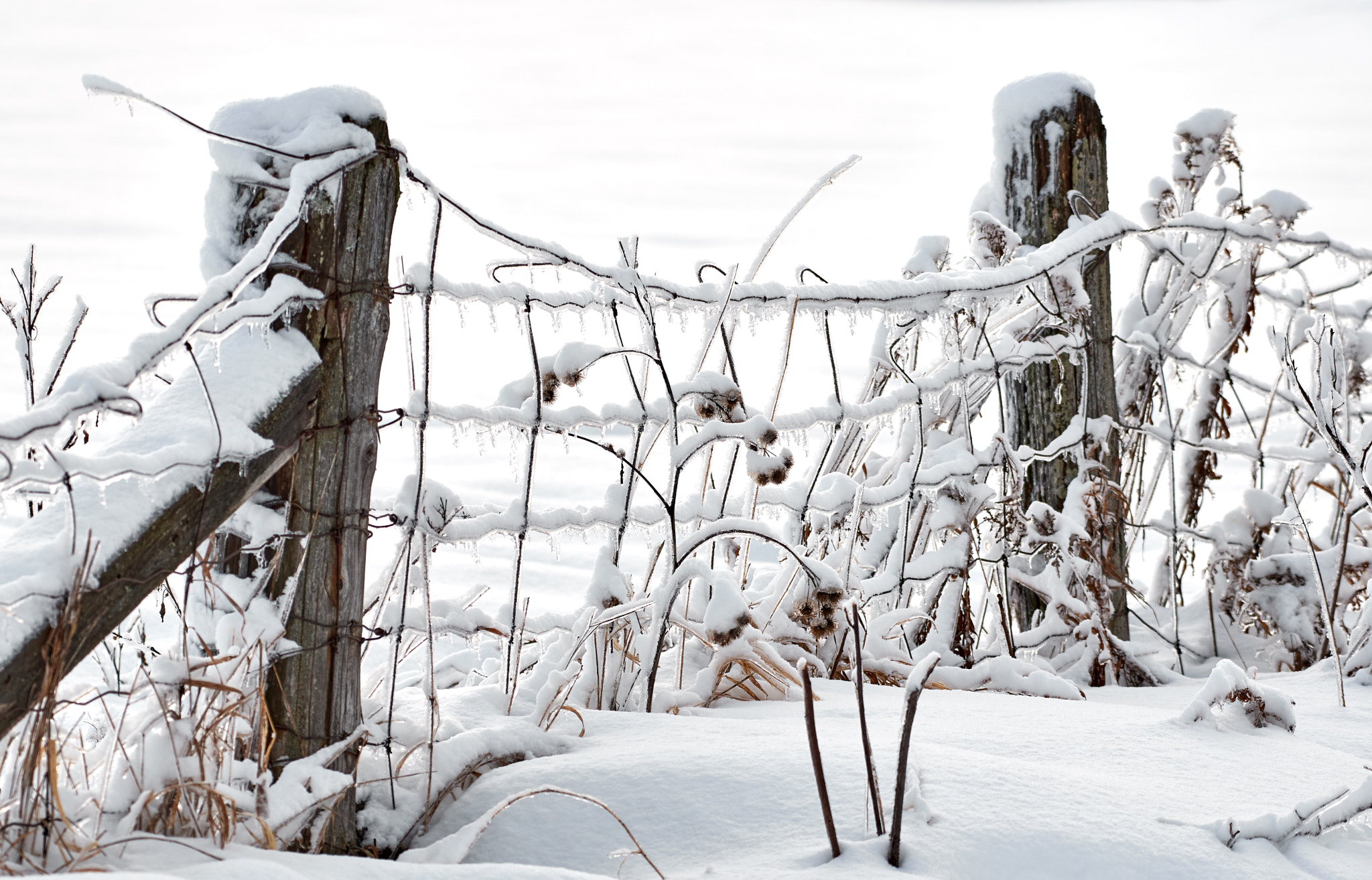 Nikon AF-S Nikkor 200-500mm F5.6E ED VR sample photo. Frozen photography