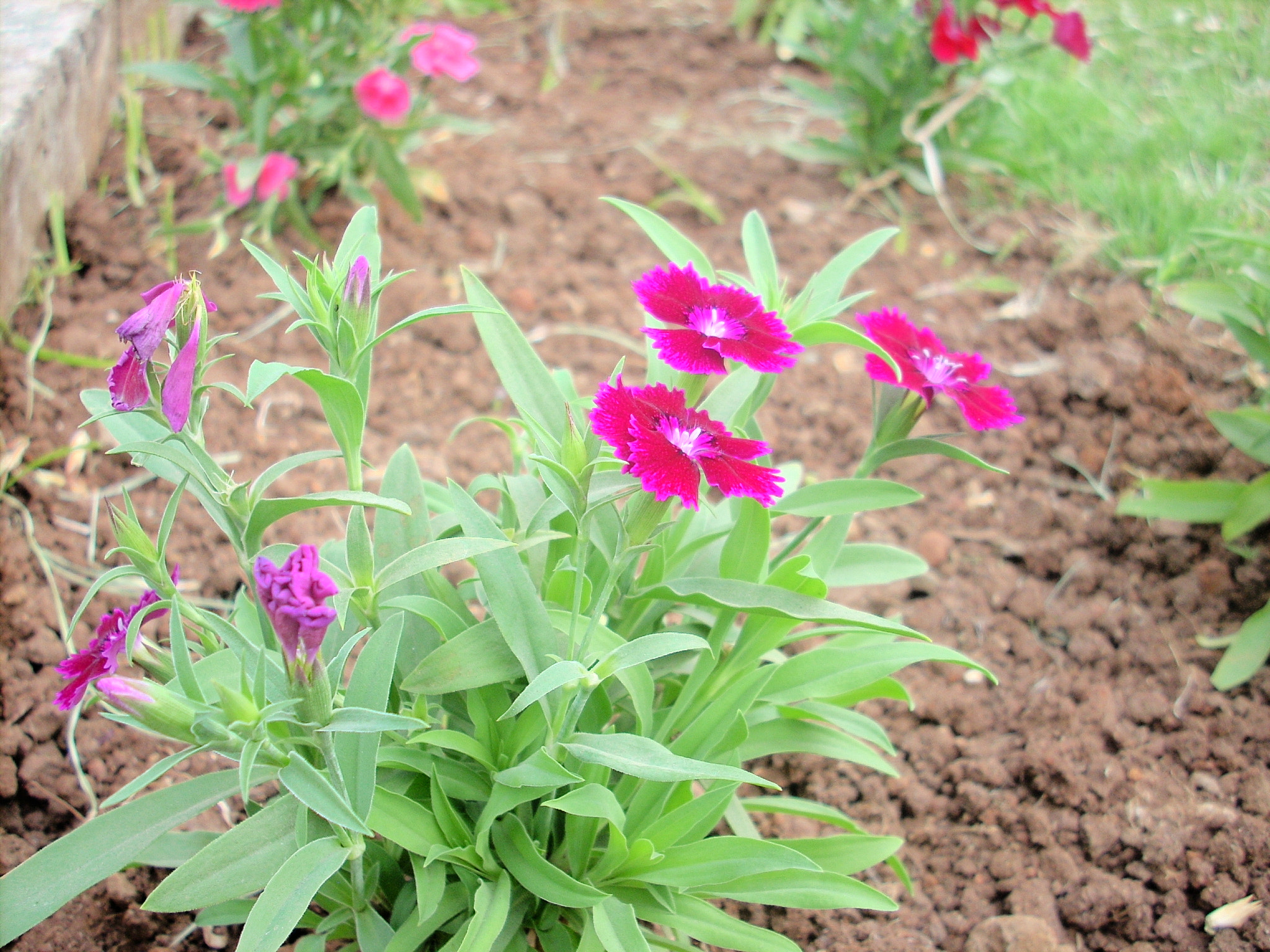 Nikon COOLPIX L10 sample photo