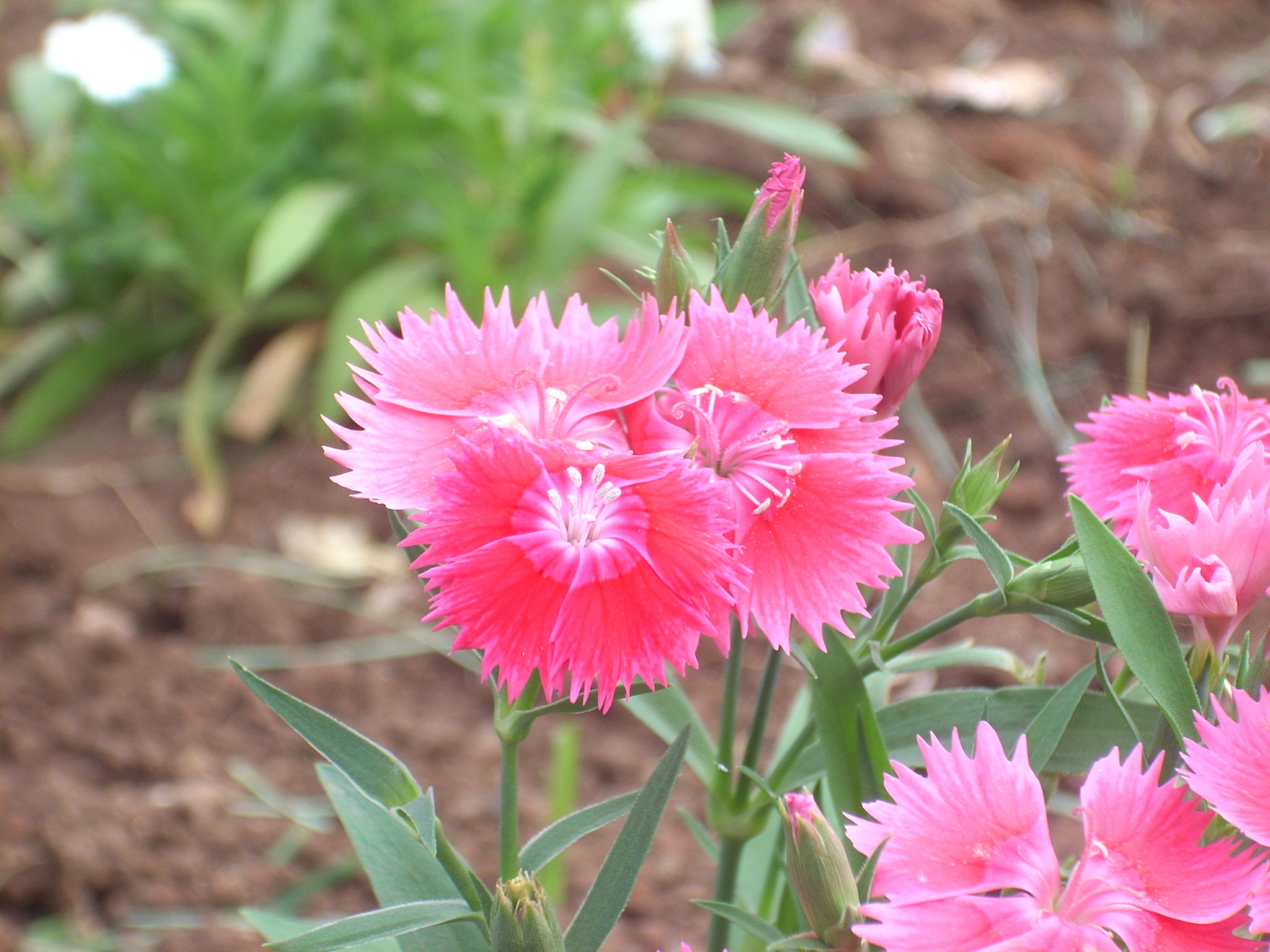Nikon COOLPIX L10 sample photo