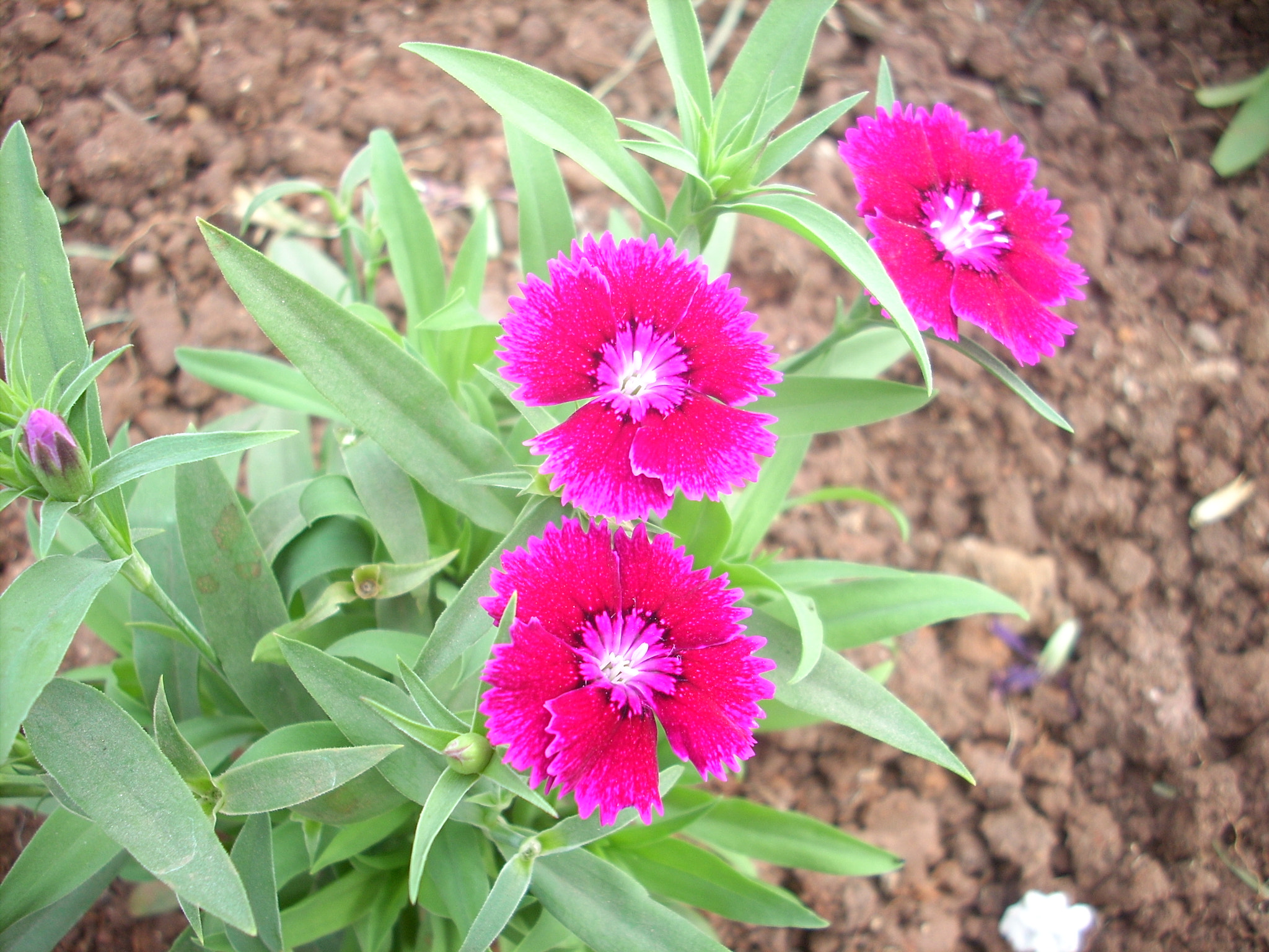 Nikon COOLPIX L10 sample photo