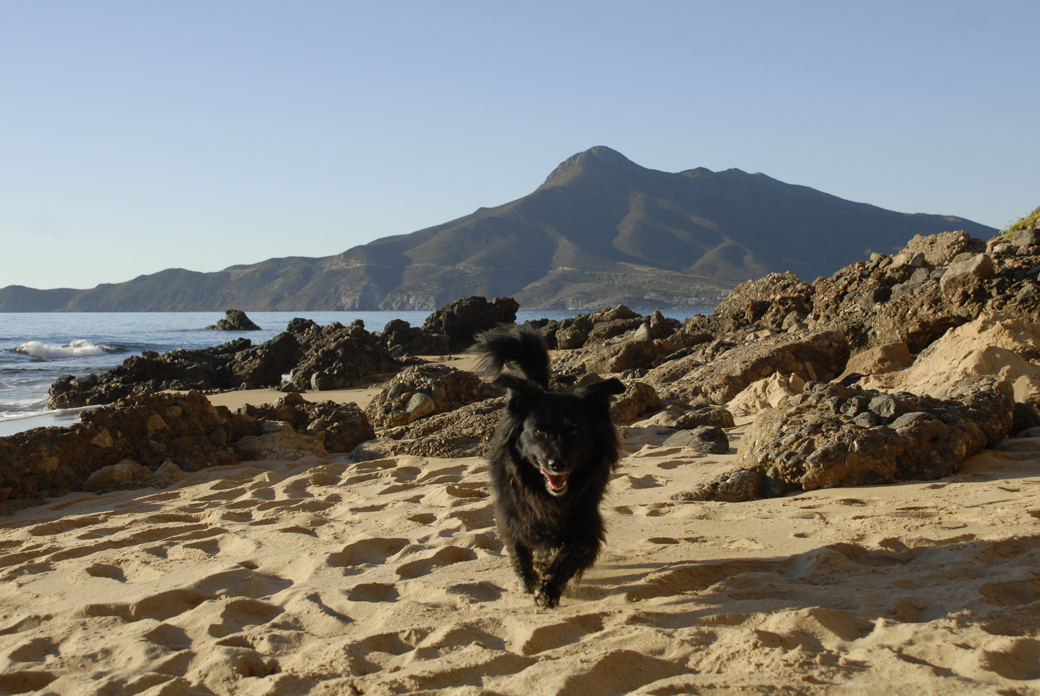 Nikon D200 sample photo. Happy dog photography