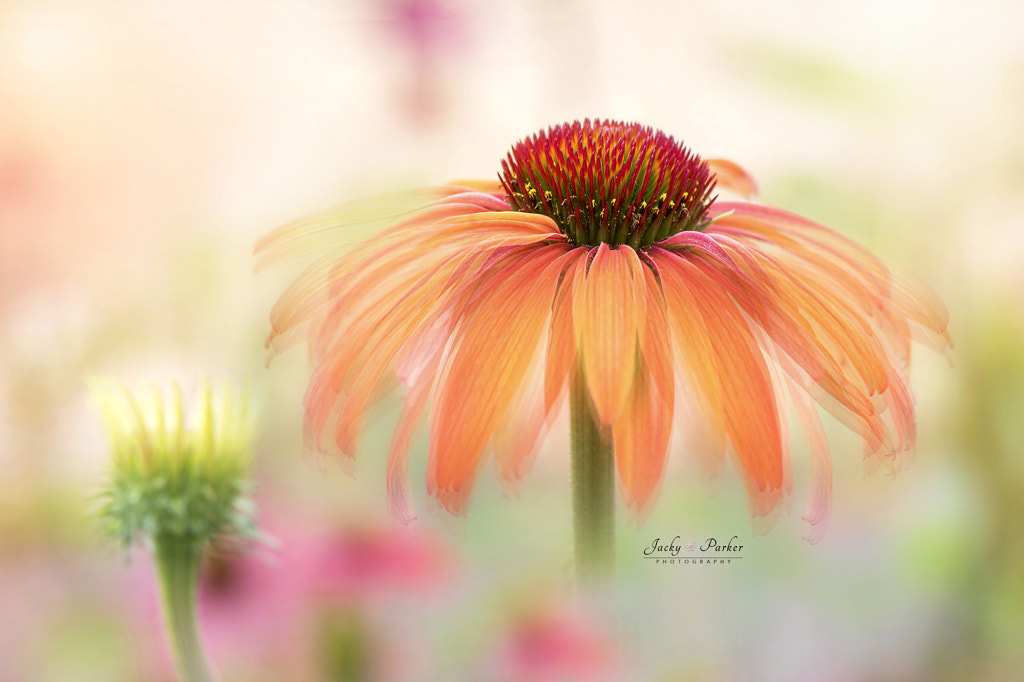Echinacea Hot Summer by Jacky Parker on 500px.com