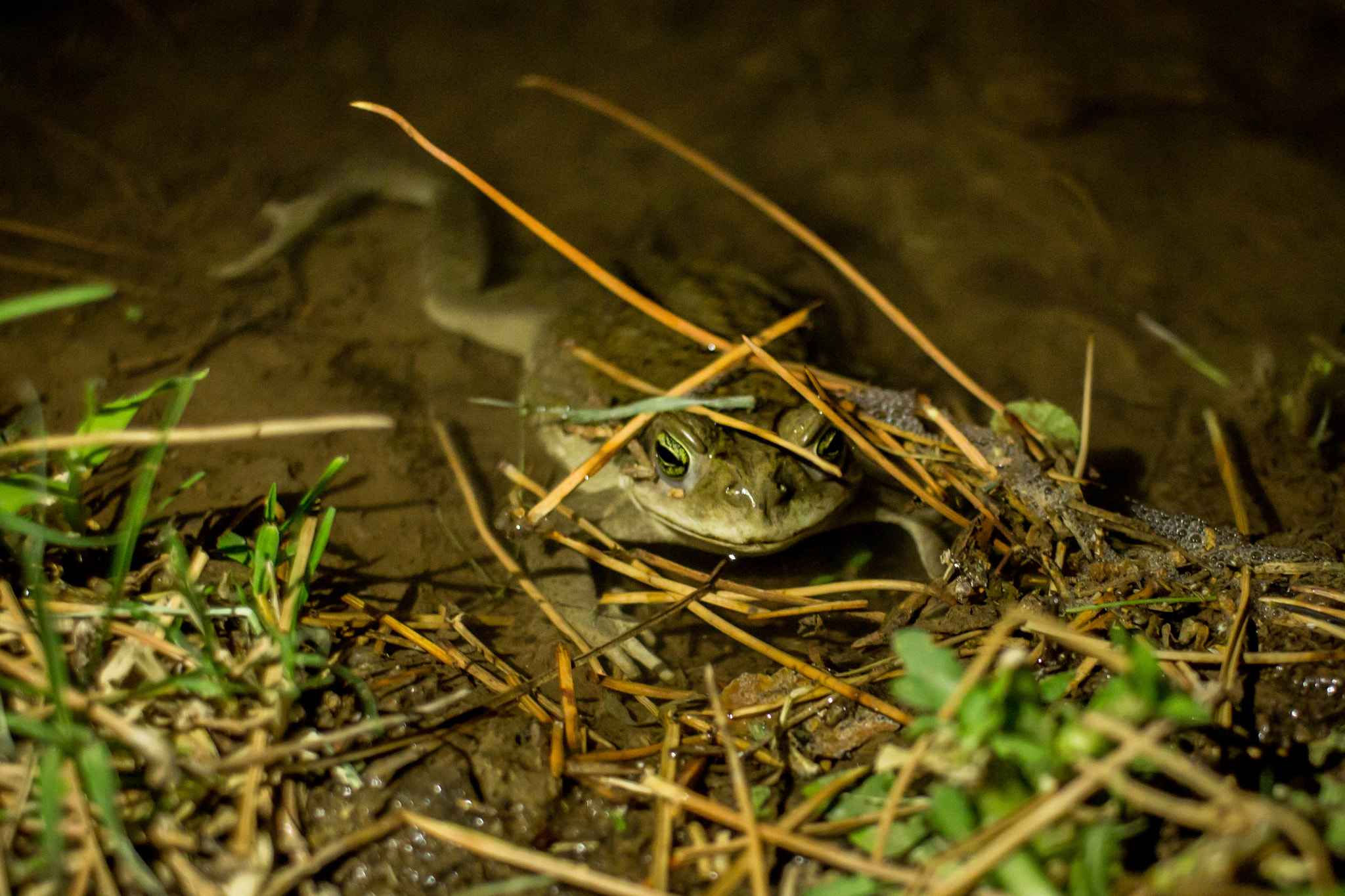 Canon EF-S 24mm F2.8 STM sample photo. Little frog photography