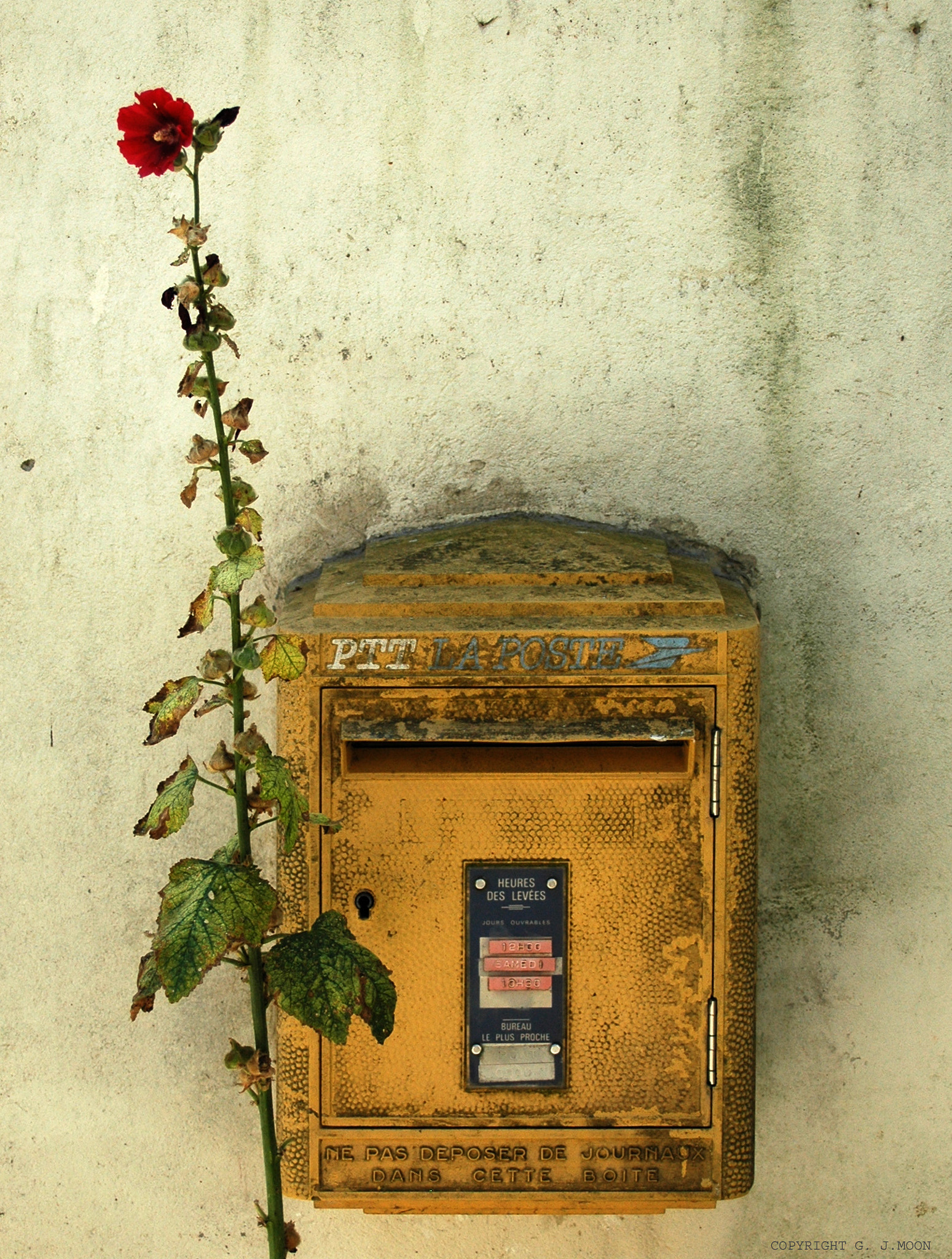 Nikon D70 sample photo. The flower and the mailbox photography