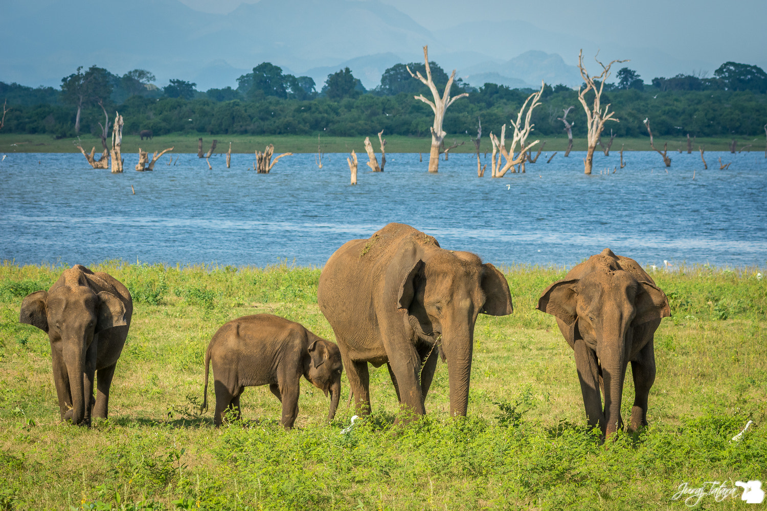 Nikon AF-S Nikkor 70-200mm F4G ED VR sample photo. Udawalawe national park photography