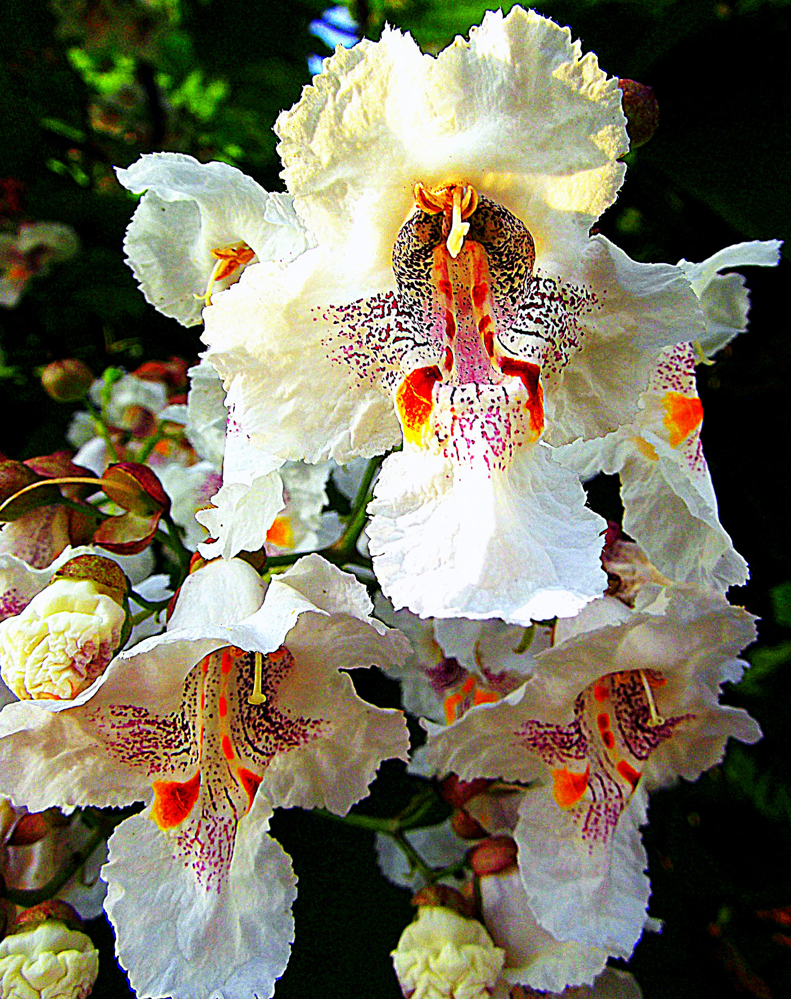 Fujifilm FinePix JX250 sample photo. Fiori stupendi di catalpa (catalpa bignonioides). photography