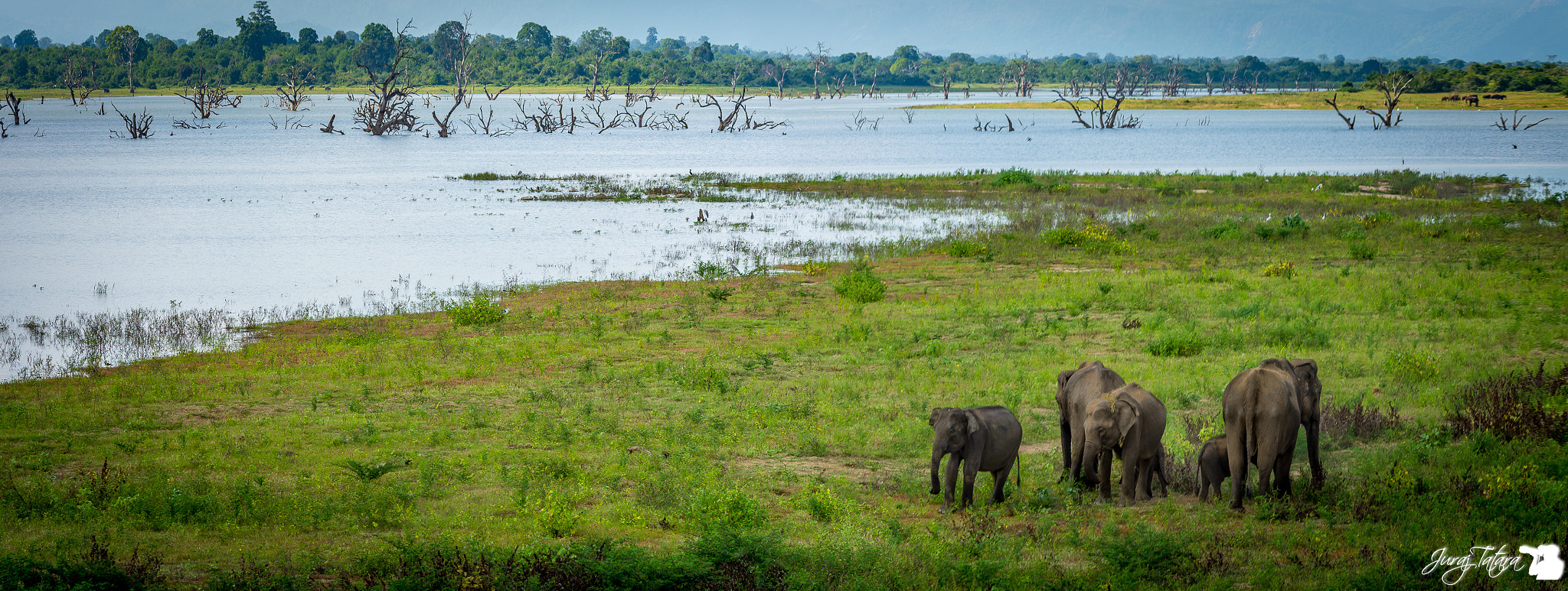 Nikon AF-S Nikkor 70-200mm F4G ED VR sample photo. Udawalawe national park photography