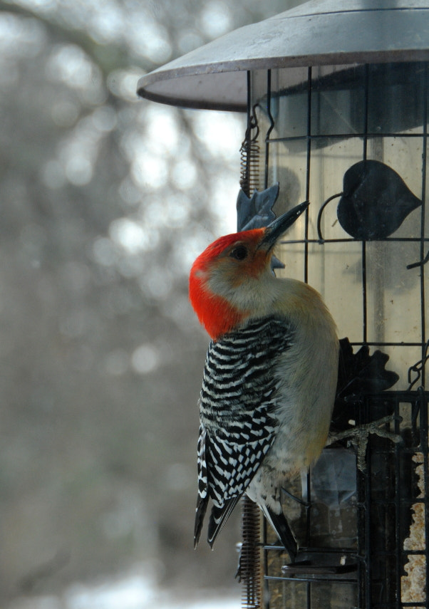 Nikon D3000 + Nikon AF-S DX Nikkor 18-200mm F3.5-5.6G ED VR II sample photo. Knock, knock! who's there? woodpecker! photography