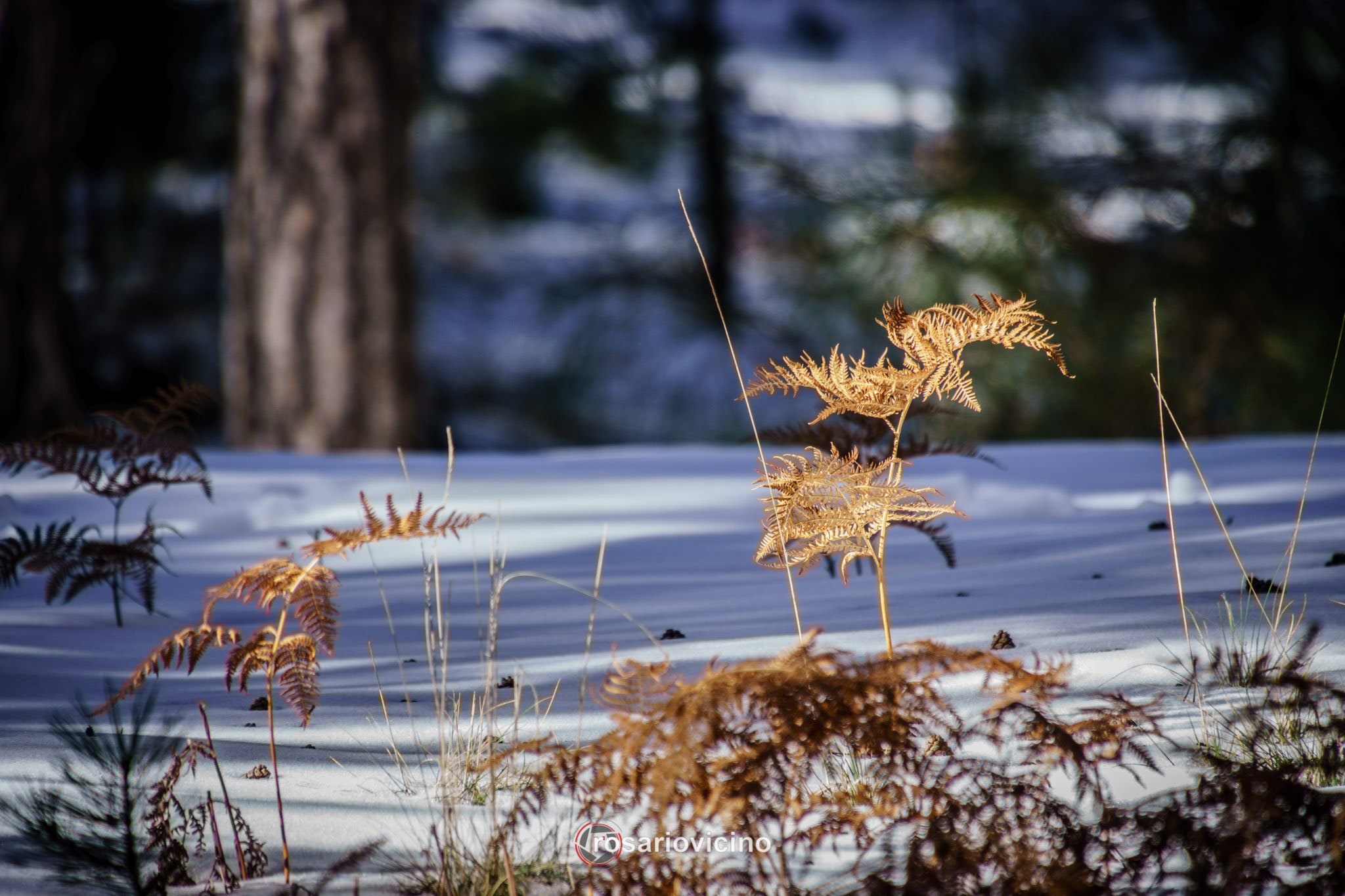 Tamron 16-300mm F3.5-6.3 Di II VC PZD Macro sample photo. Snow photography