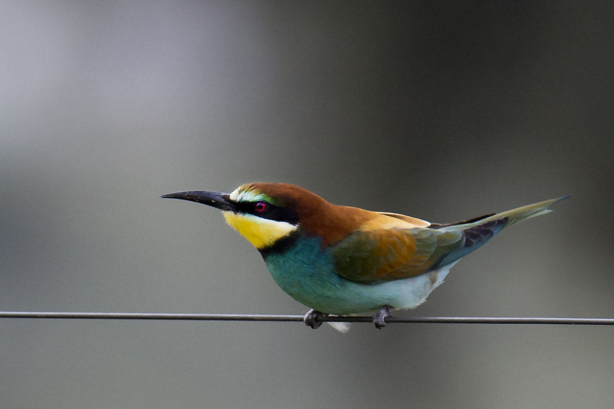 Canon EF 400mm F2.8L IS II USM sample photo. Bird on the wire photography