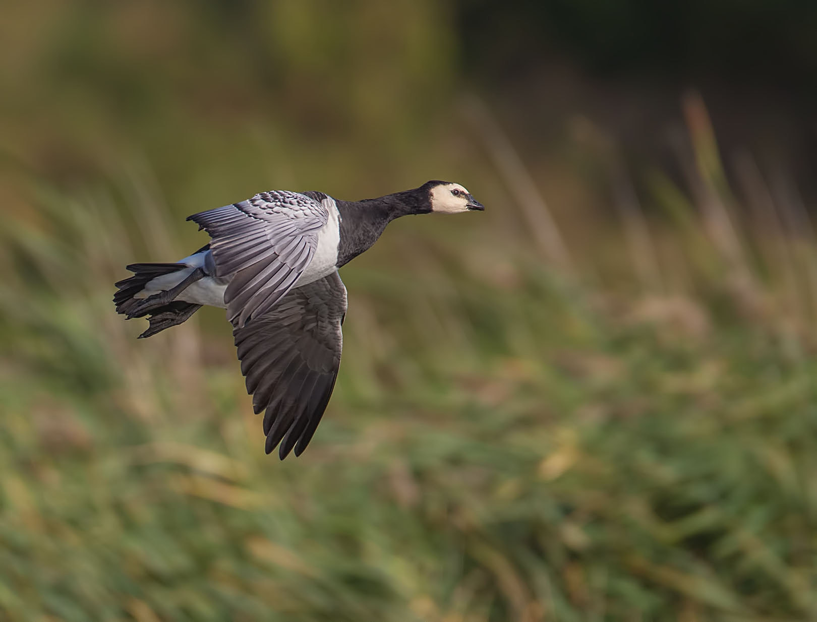 Canon EF 500mm F4L IS USM sample photo. Barnacle goose - brandgans photography
