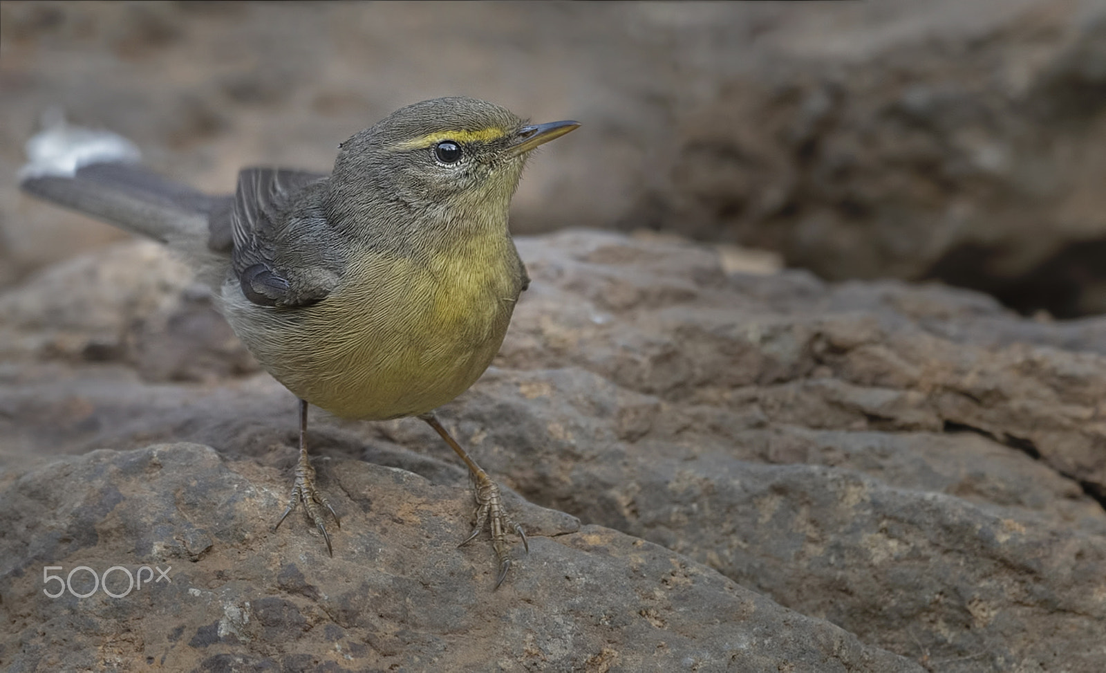 Nikon D750 + Nikon AF-S Nikkor 500mm F4G ED VR sample photo. Sulphur bellied warbler photography