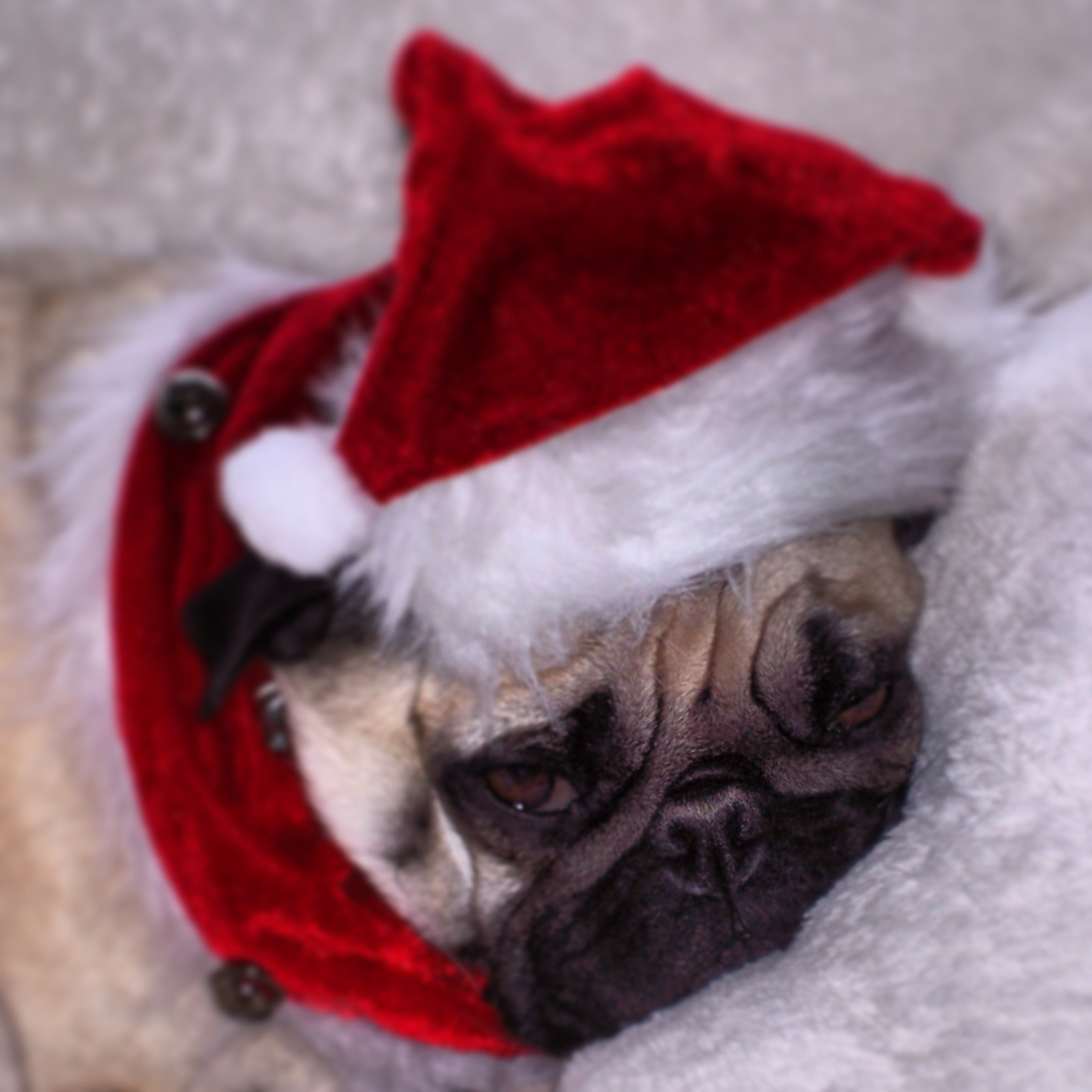 Kodak C360 ZOOM DIGITAL CAMERA sample photo. Mr. miyagi the pug dressed to please for christmas. photography