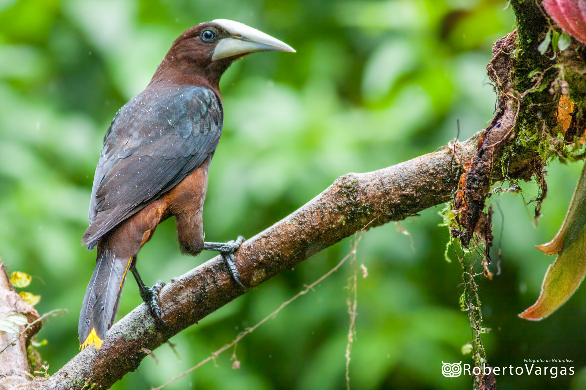 Canon EF 400mm F5.6L USM sample photo. Psarocolius wagleri / oropéndola cabecicastaña / chestnut-headed oropendola photography