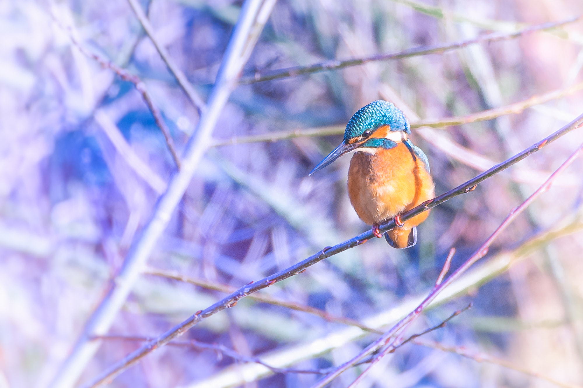 150-600mm F5-6.2 OSS sample photo. Tresures of our nature... photography