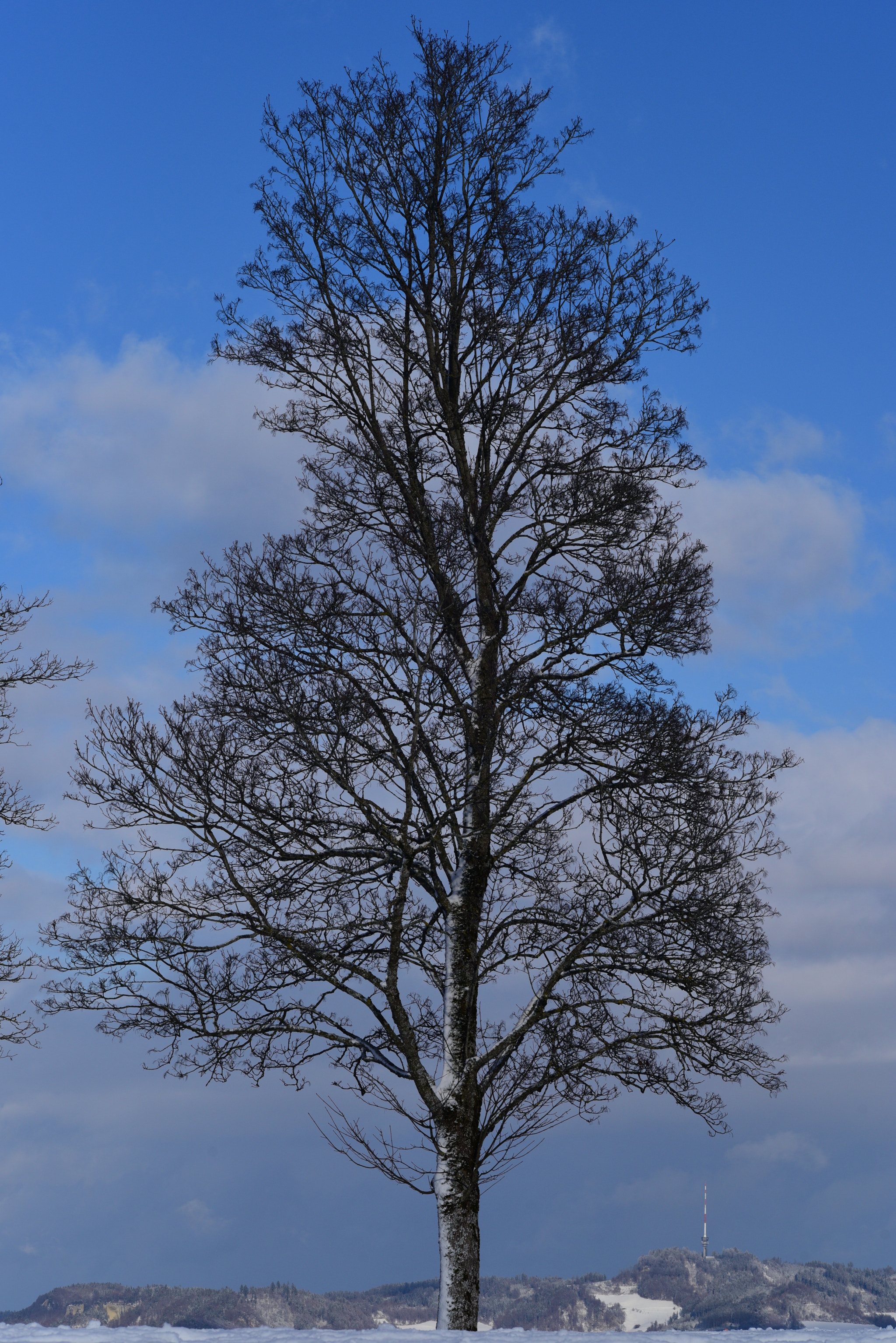 Nikon D750 + Sigma 105mm F2.8 EX DG Macro sample photo. Gurten tree. photography