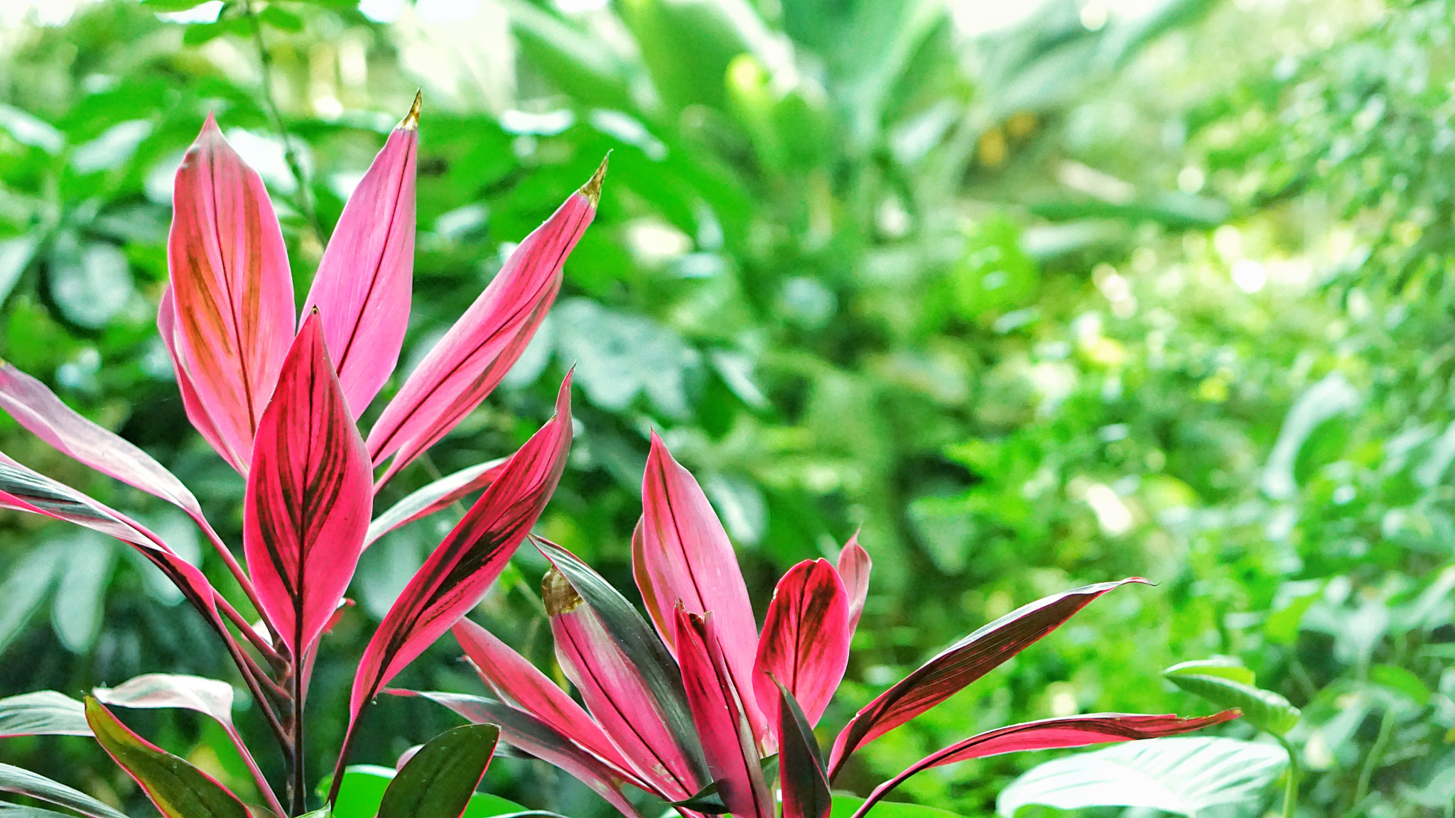 Sony E 50mm F1.8 OSS sample photo. Aloha photography