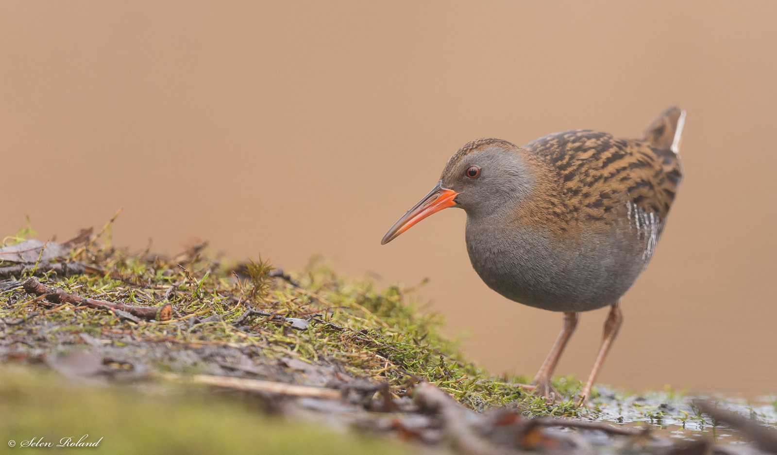 Nikon D4 + Nikon AF-S Nikkor 500mm F4G ED VR sample photo. Waterral - water rail photography