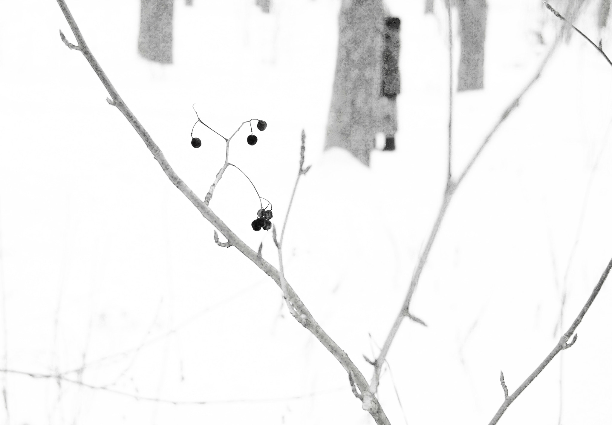 Sony SLT-A37 + Sony 28mm F2.8 sample photo. Cold photography