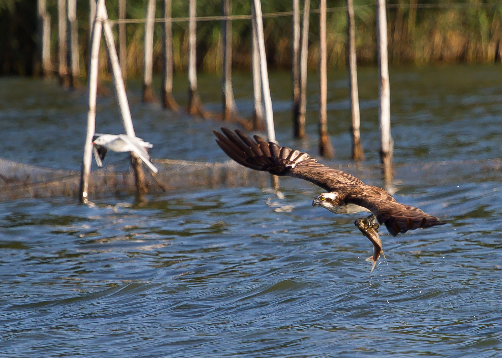 Canon EOS-1D Mark IV + Canon EF 100-400mm F4.5-5.6L IS USM sample photo. Osprey with fish photography