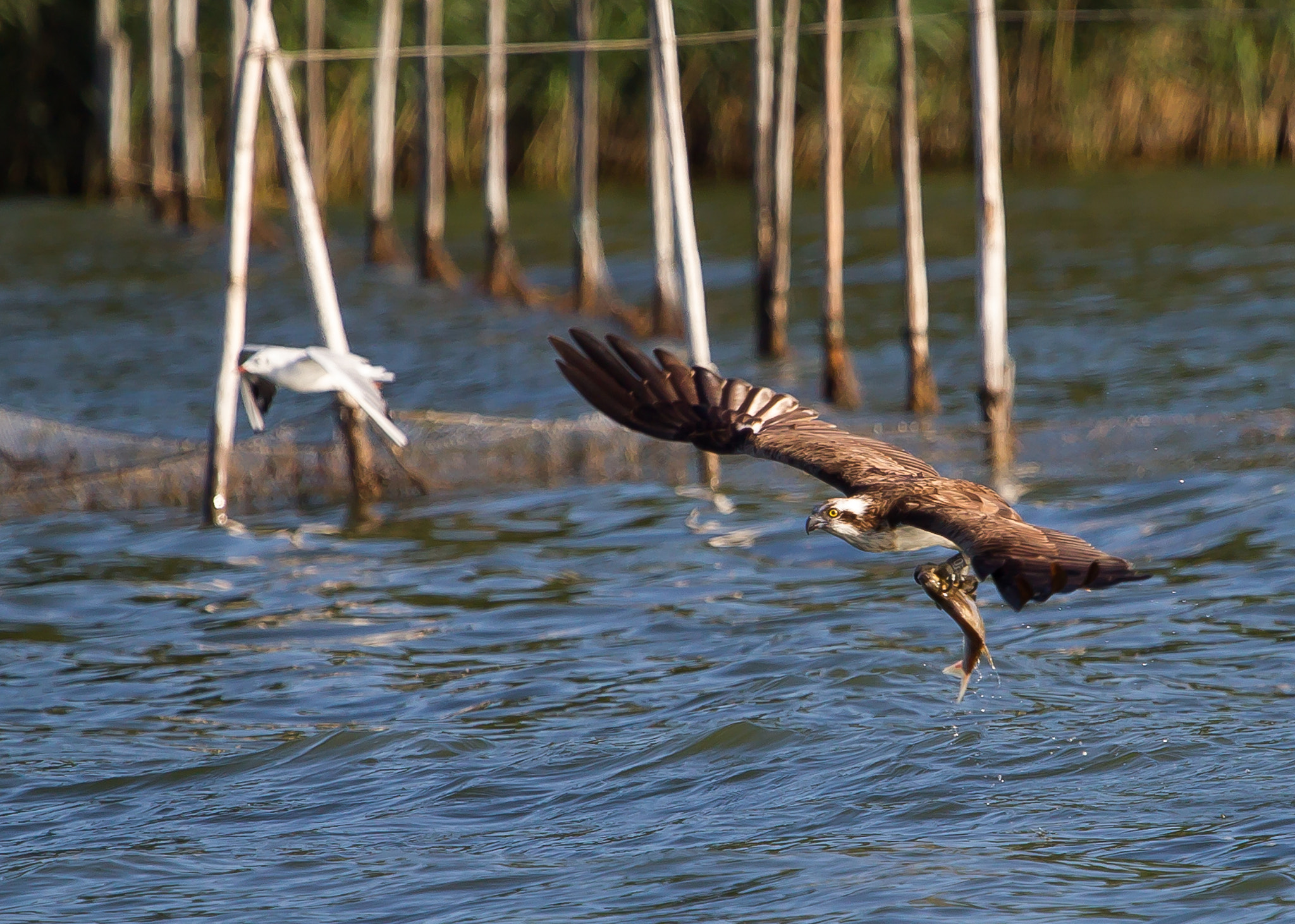 Canon EF 100-400mm F4.5-5.6L IS USM sample photo. Osprey with fish photography