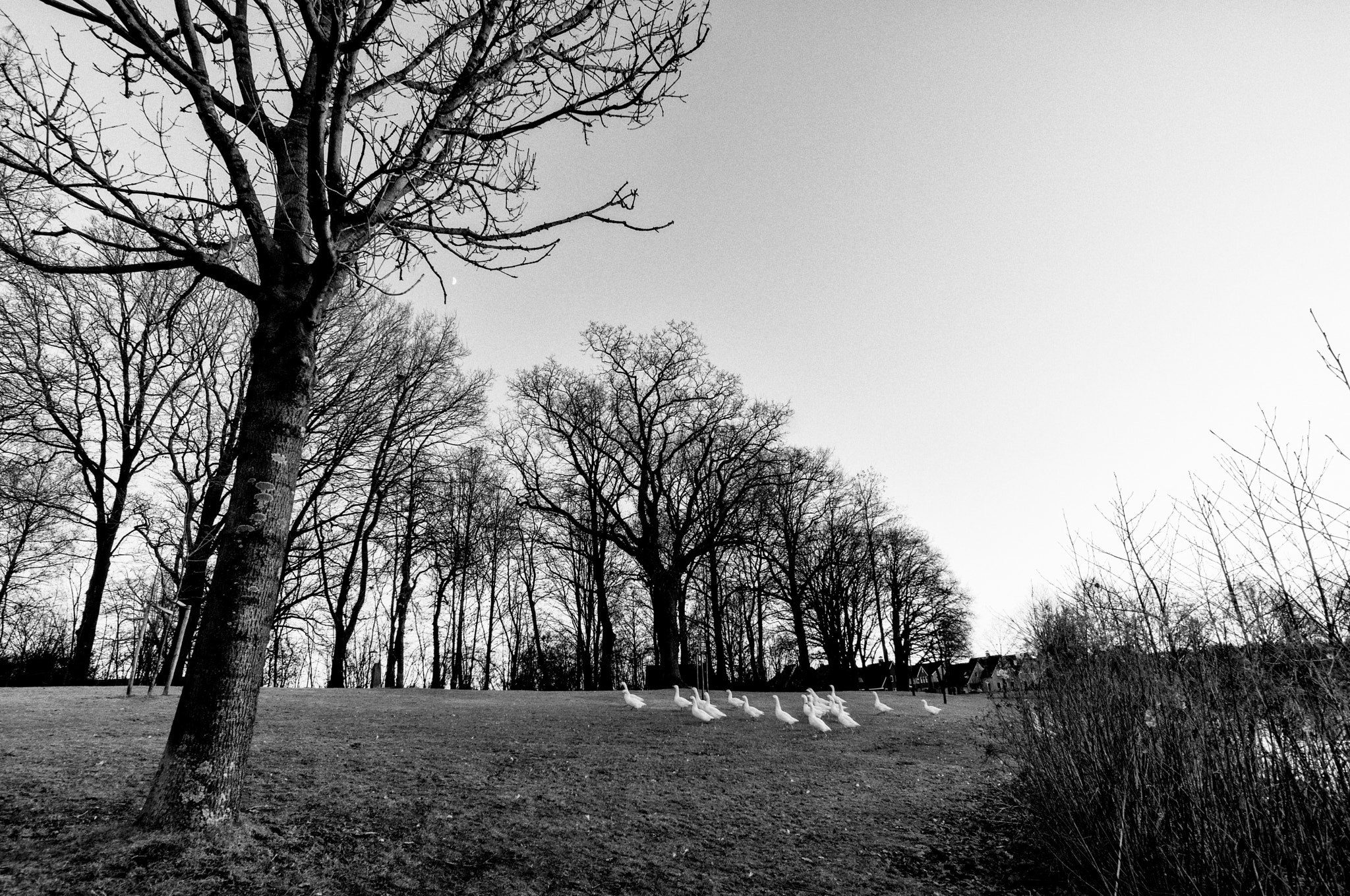 ZEISS Touit 12mm F2.8 sample photo. Geese, aaltinksweg, holten, the netherlands photography