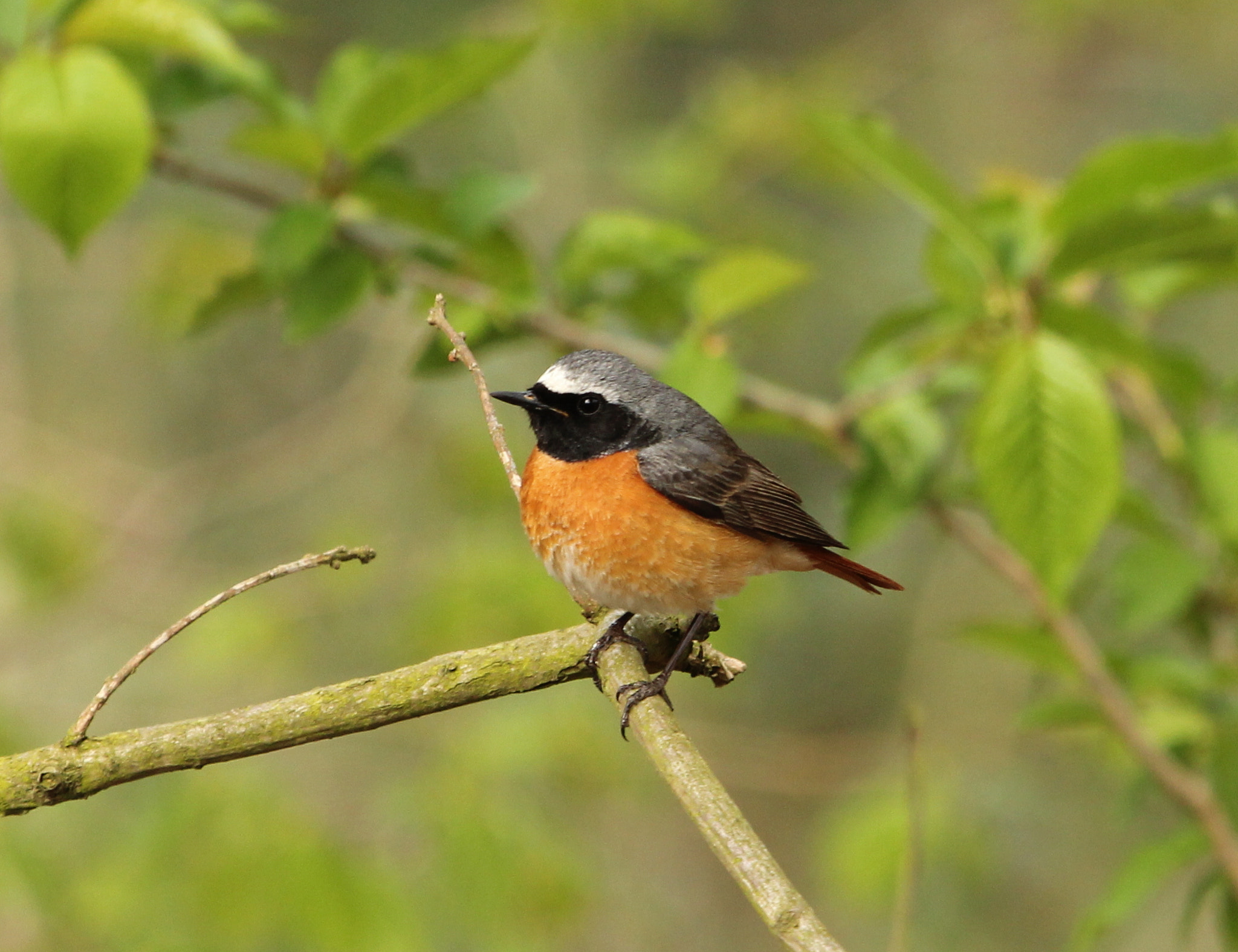Canon EF 100-400mm F4.5-5.6L IS USM sample photo. Redstart photography