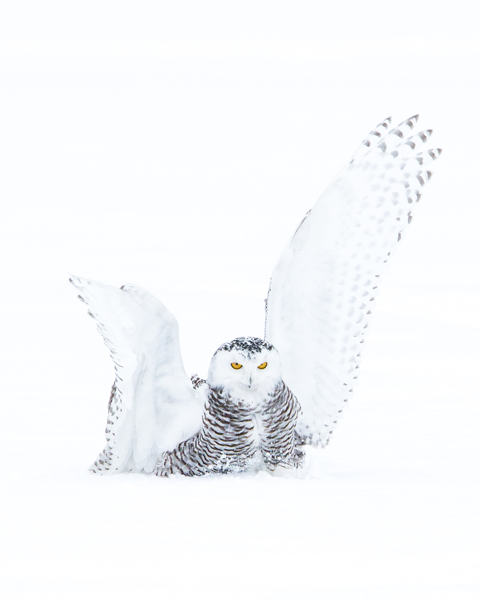 Canon EF 300mm F2.8L IS USM sample photo. Wings photography