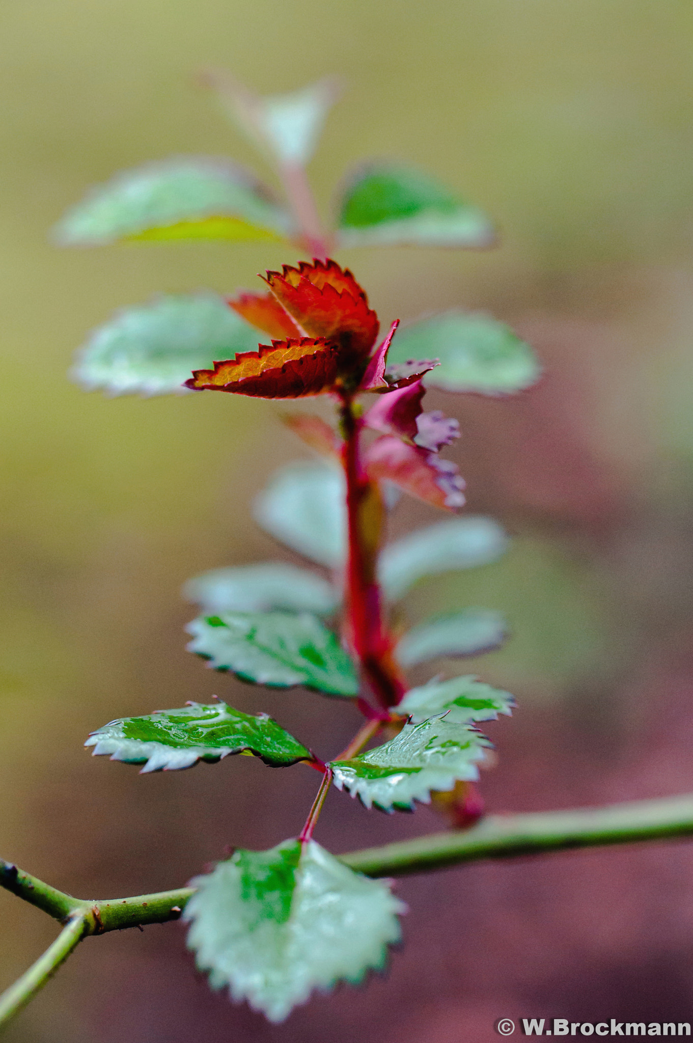 Nikon D5000 sample photo. Tamron 60mm 2.0 macro photography