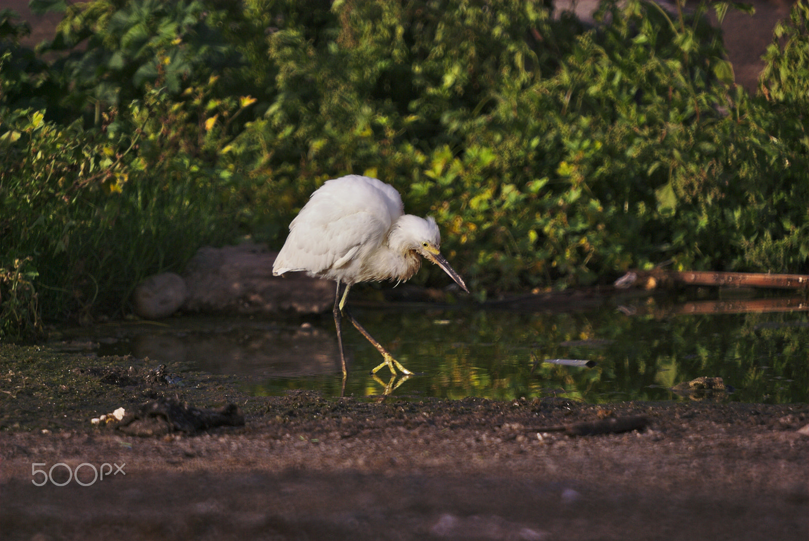 Nikon D80 sample photo. Snowy egret photography