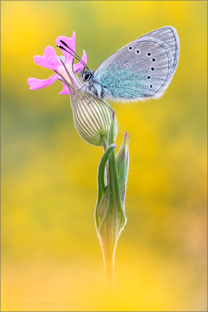 Sigma 150mm f/2.8 EX DG OS HSM APO Macro sample photo. Glaucopsyche alexis photography