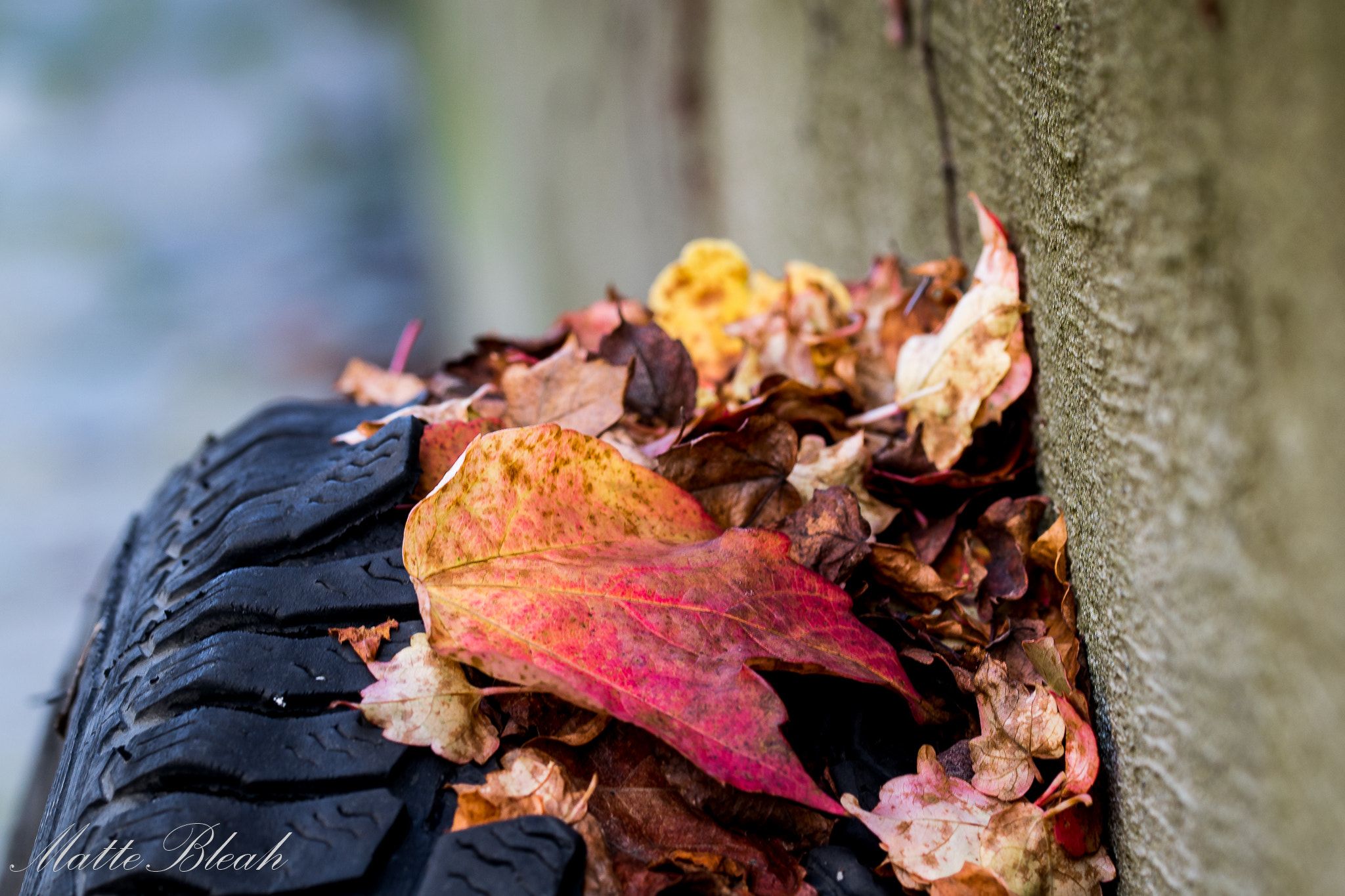 Sigma 105mm F2.8 EX DG OS HSM sample photo. Detached fall photography