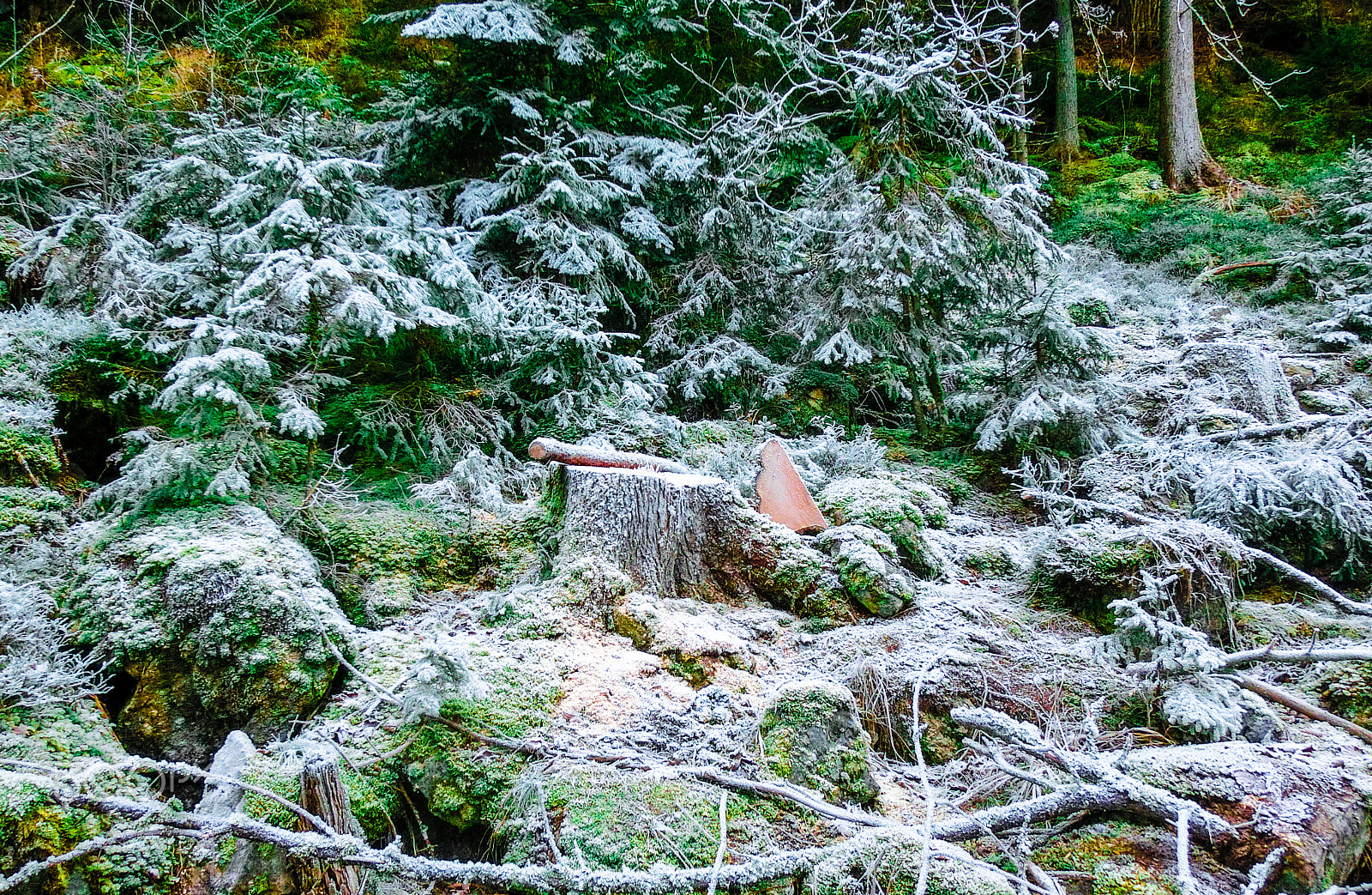 CASIO EX-ZR500 sample photo. Winter forest scenery photography