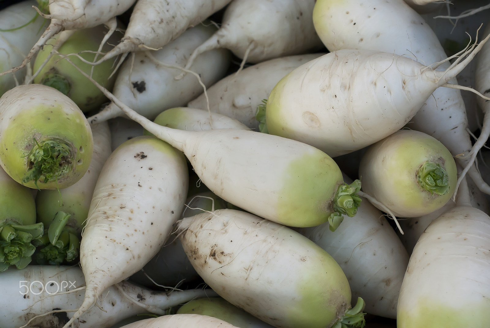 Nikon D60 + Nikon AF Nikkor 50mm F1.8D sample photo. Daikon at farmer’s market photography