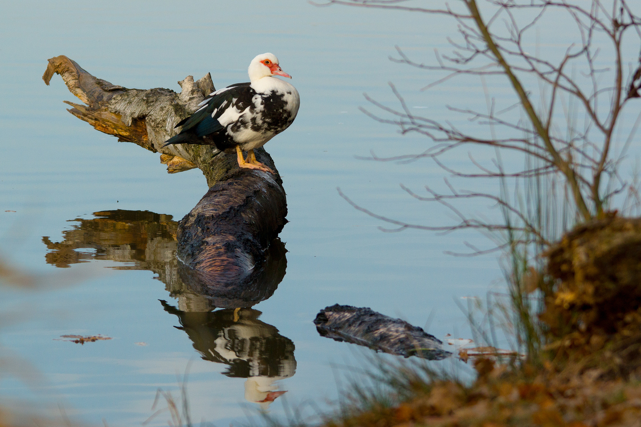 Tamron 80-300mm F3.5-6.3 sample photo. Duck photography