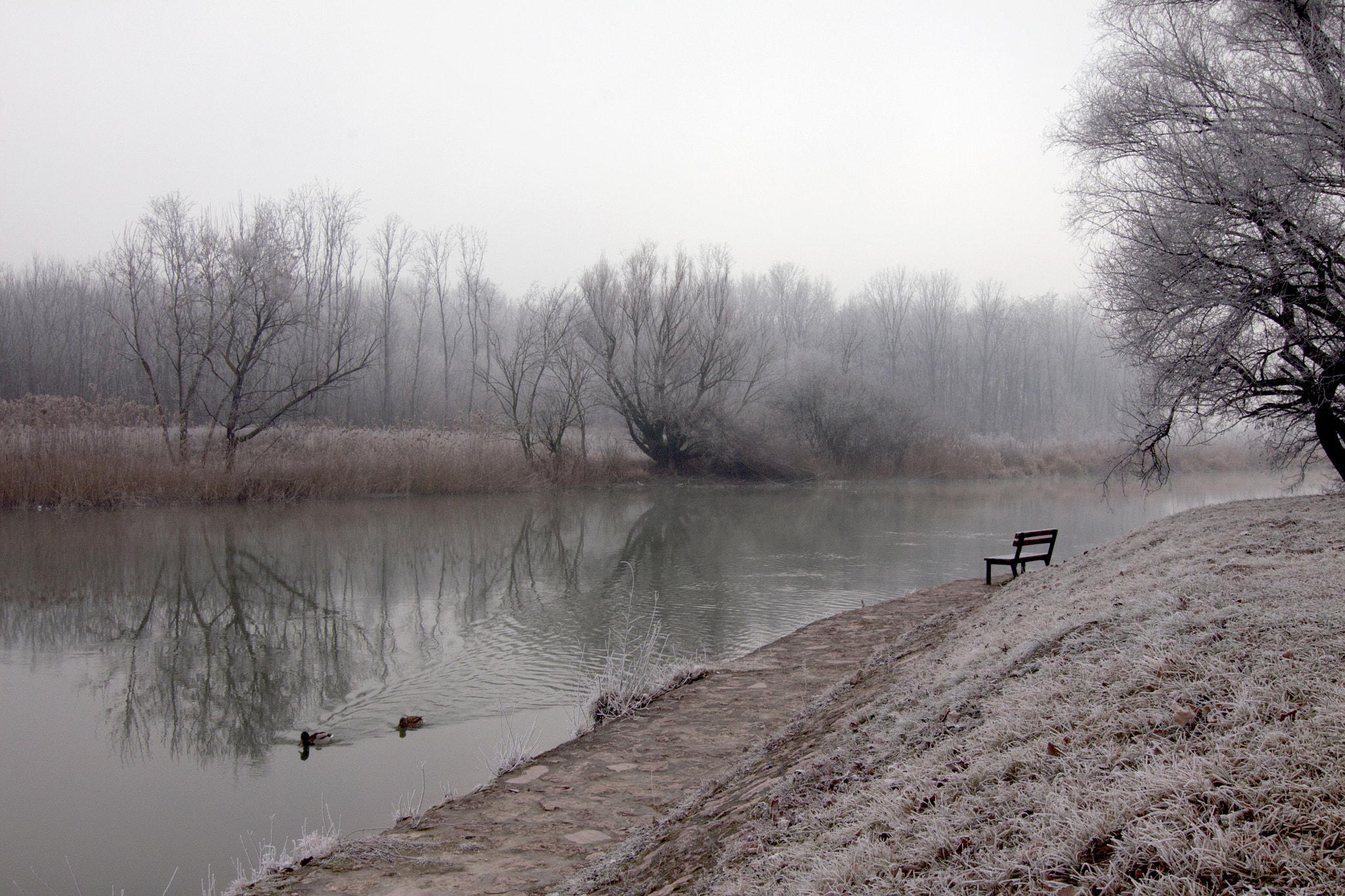 Tokina AT-X Pro 12-24mm F4 (IF) DX sample photo. Frosty morning ii. photography