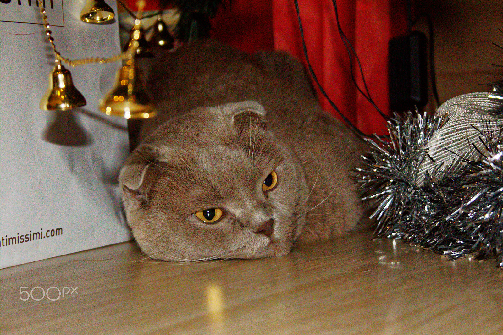 Canon EF-S 18-55mm F3.5-5.6 II sample photo. Cat.jpg photography