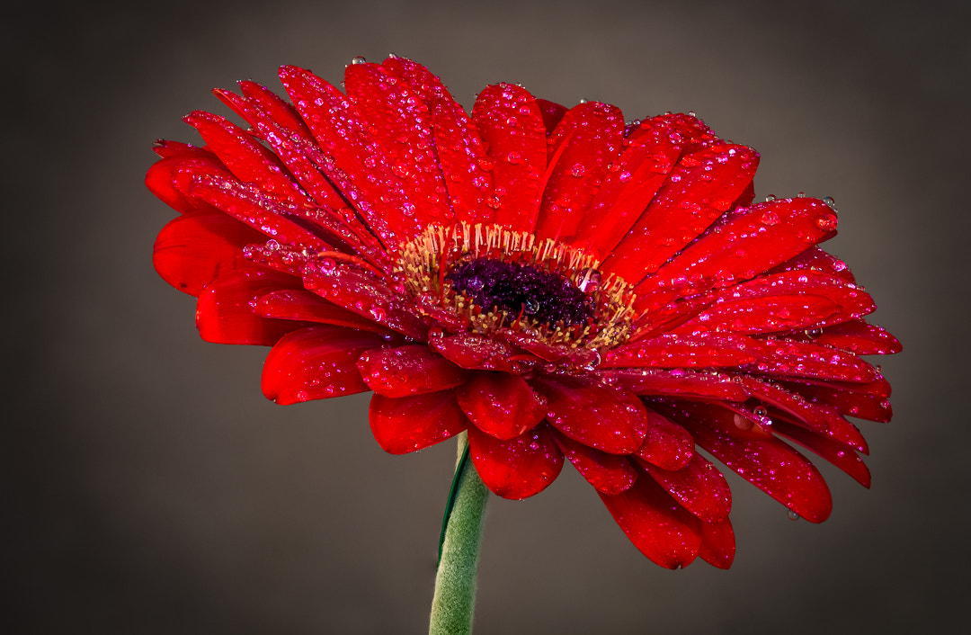 Sony SLT-A58 + 105mm F2.8 sample photo. Gerbela photography