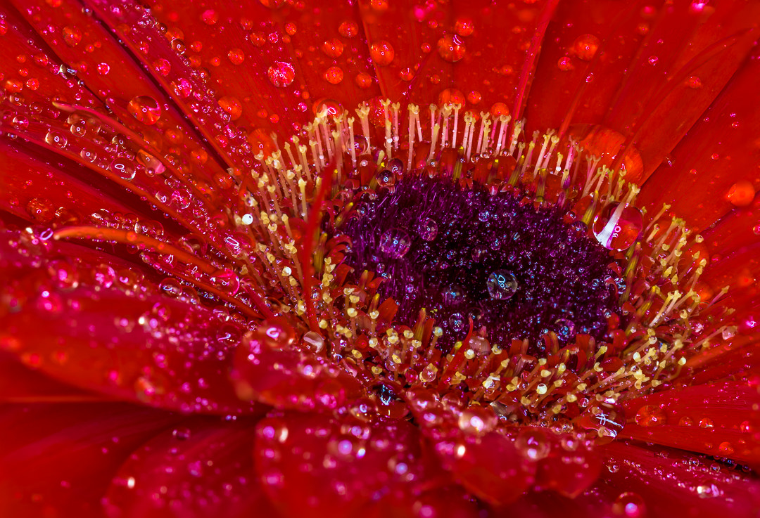Sony SLT-A58 + 105mm F2.8 sample photo. Gerbela photography