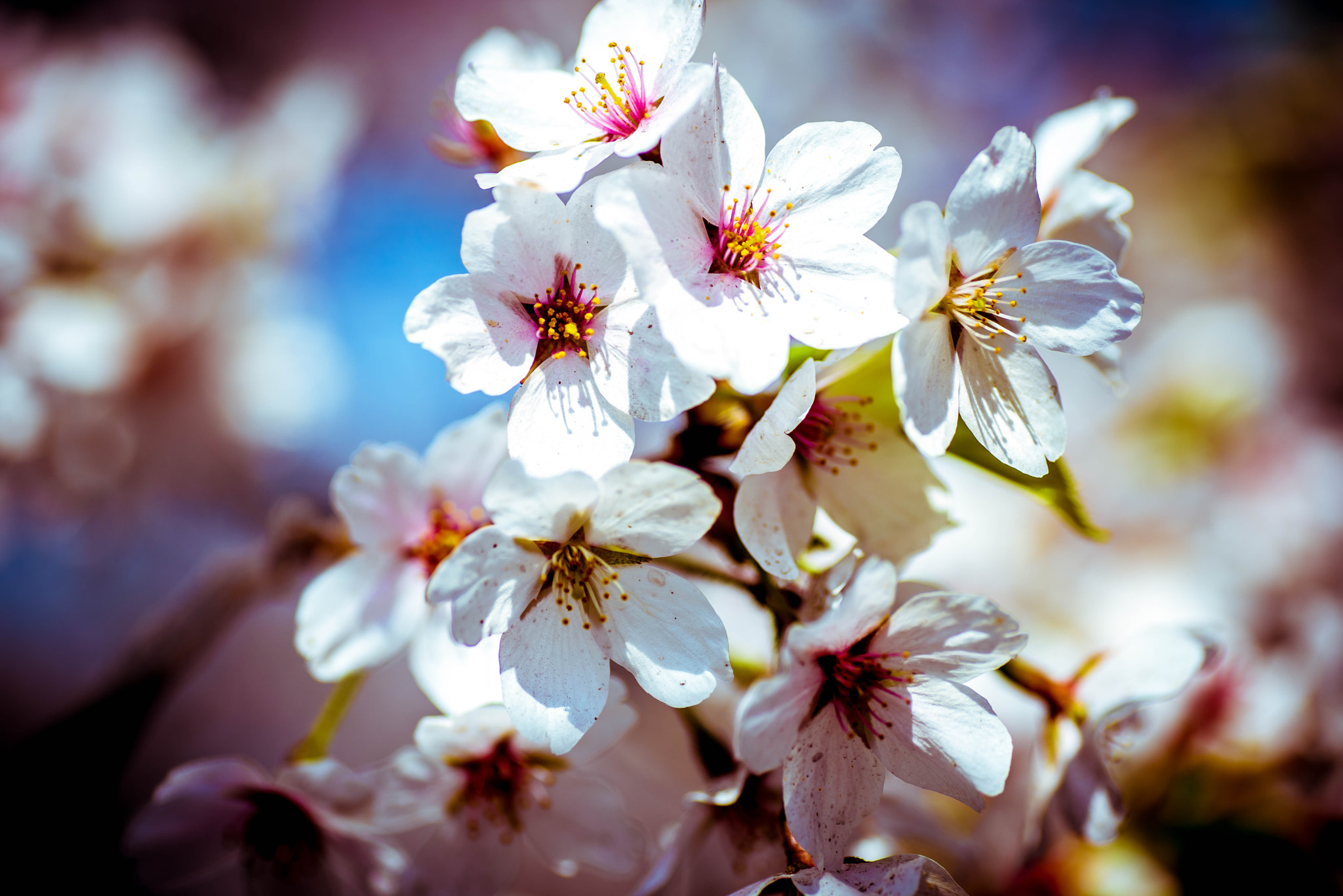 Nikon D810 sample photo. Cherry blossoms photography