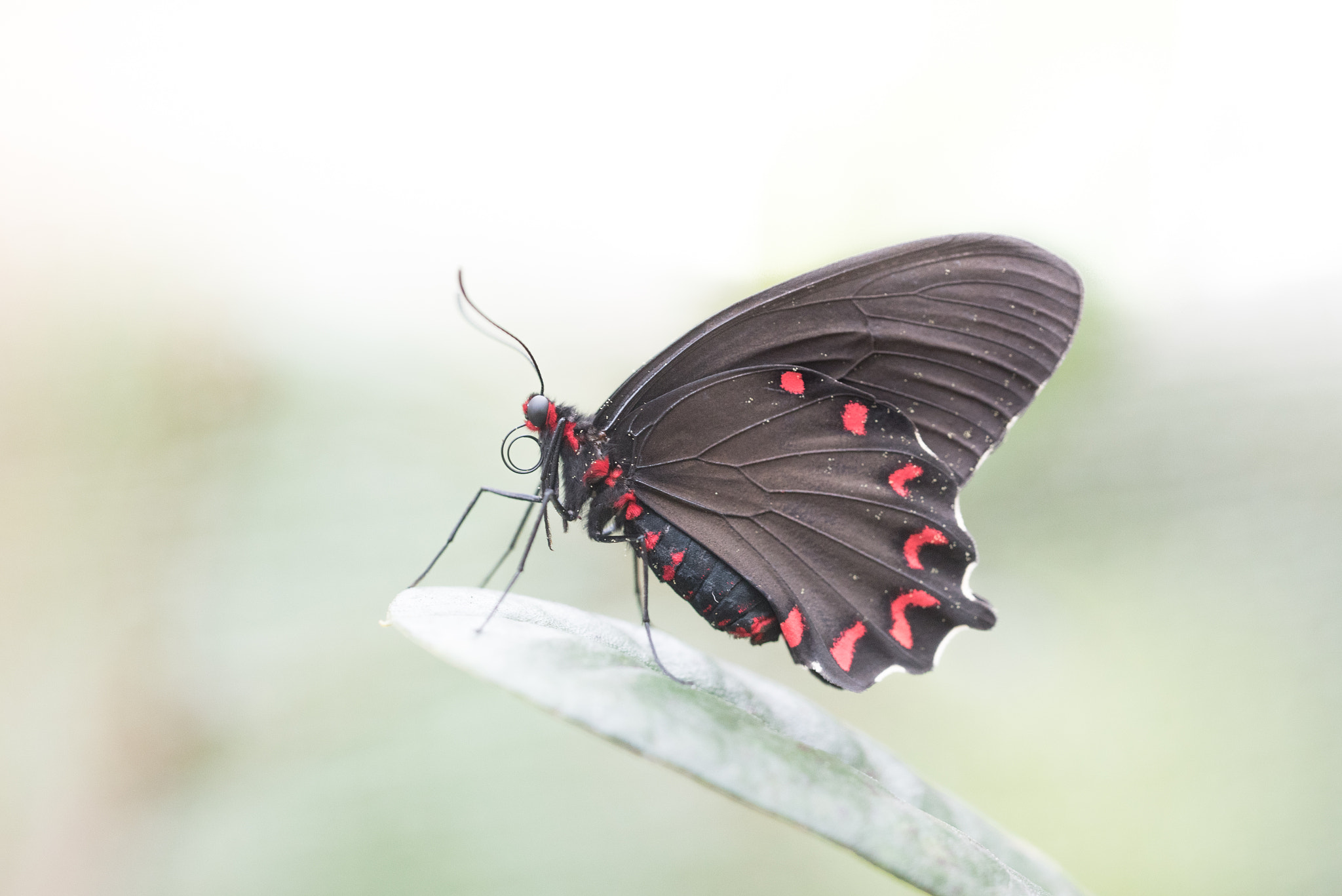 Nikon D750 + Sigma 150mm F2.8 EX DG OS Macro HSM sample photo. Parides montezuma photography