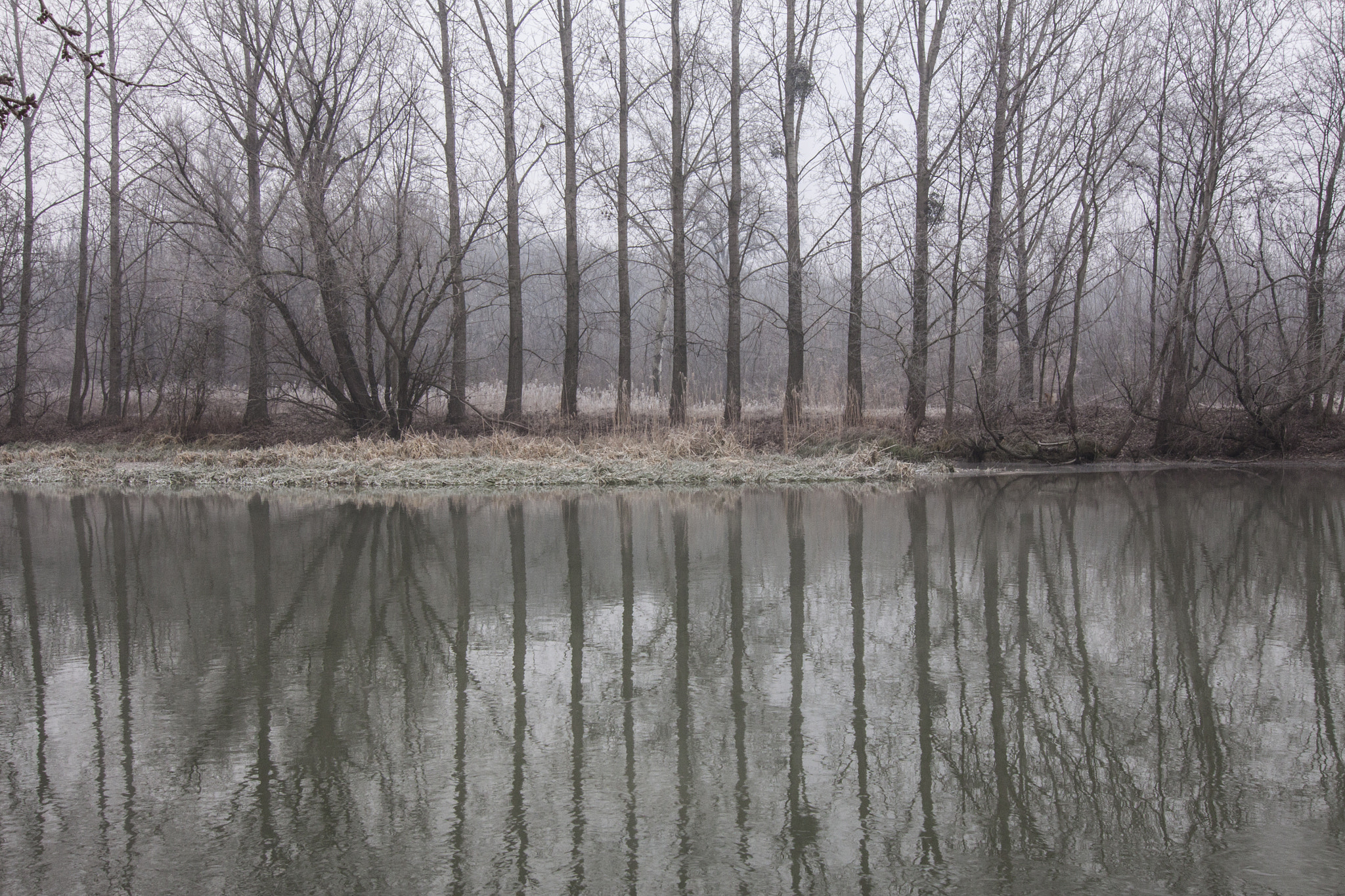 Tokina AT-X Pro 12-24mm F4 (IF) DX sample photo. Frosty morning iii. photography