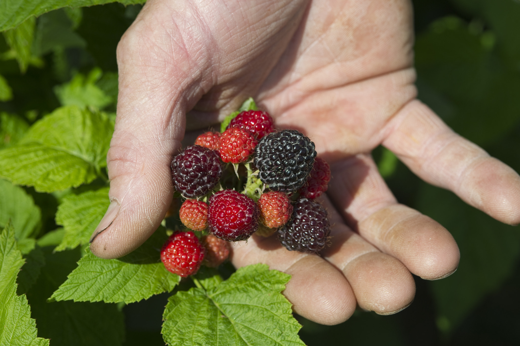 Nikon D3S sample photo. Raspberry photography