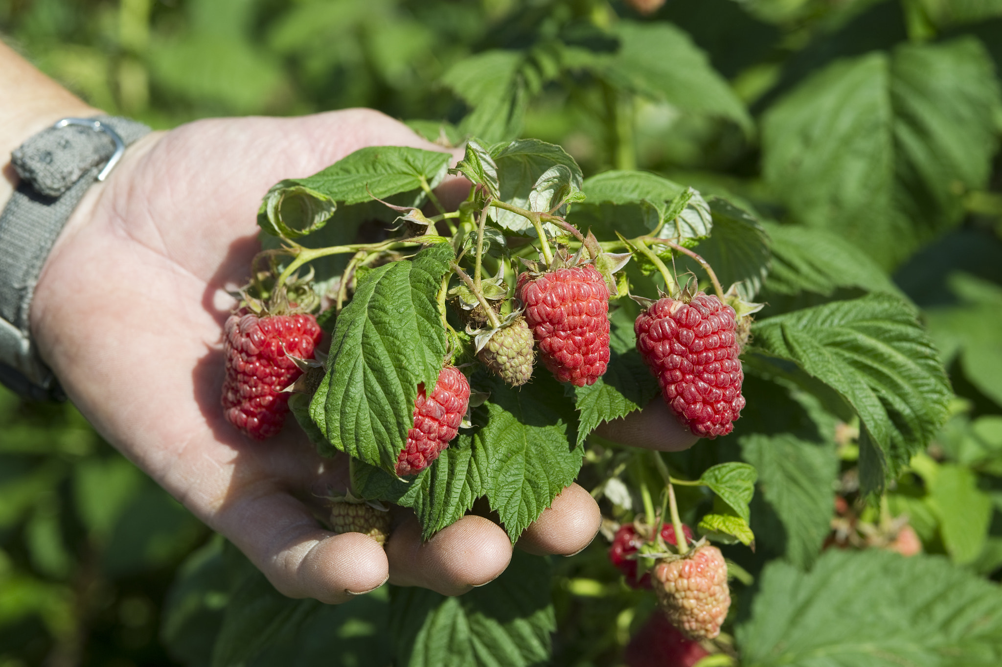 Nikon D3S sample photo. Raspberry photography