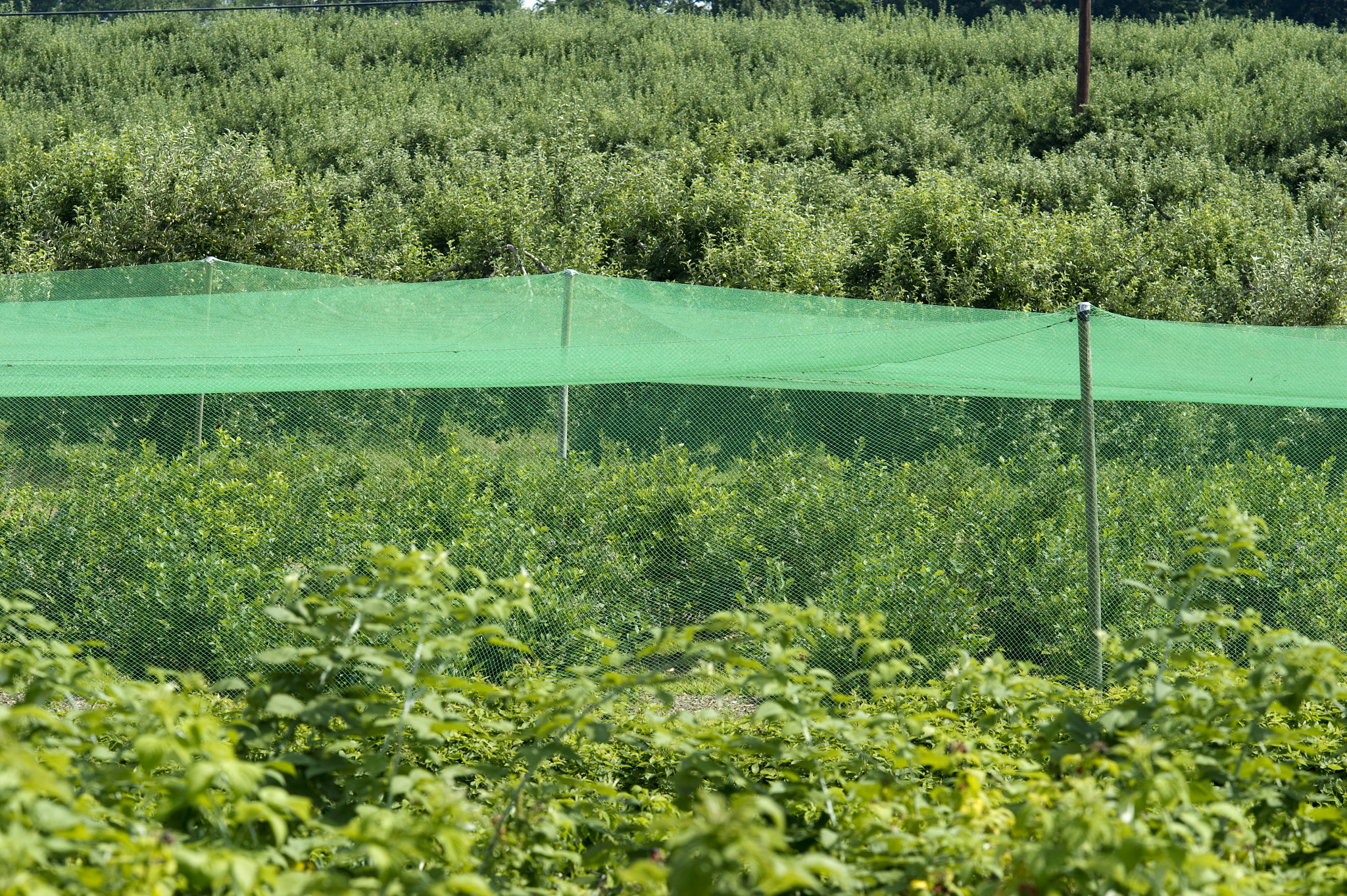 Nikon D3S + AF DC-Nikkor 135mm f/2 sample photo. Bird netting over blueberries photography