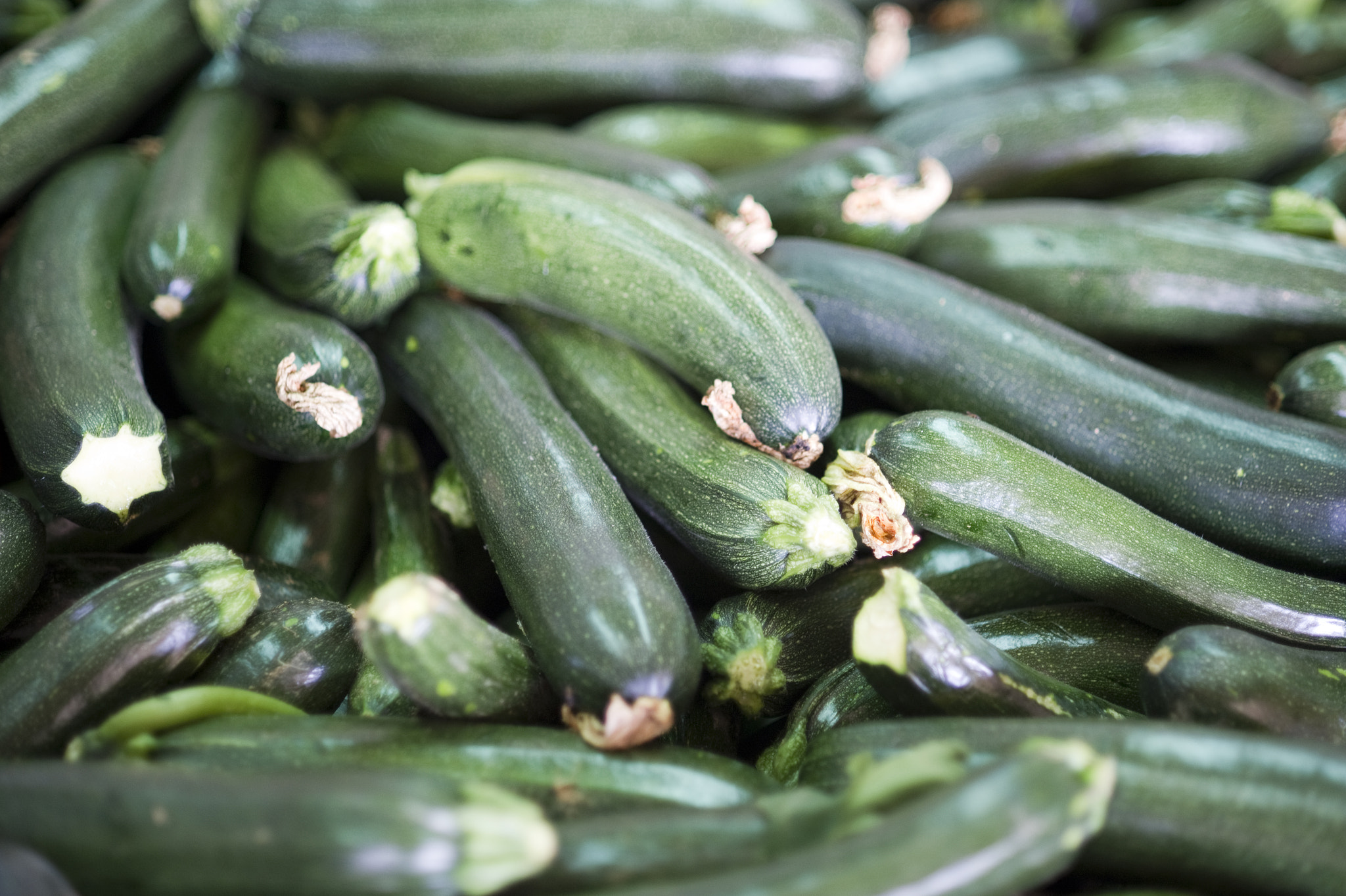 Nikon D3S sample photo. Cucumbers in sudlersville, md photography
