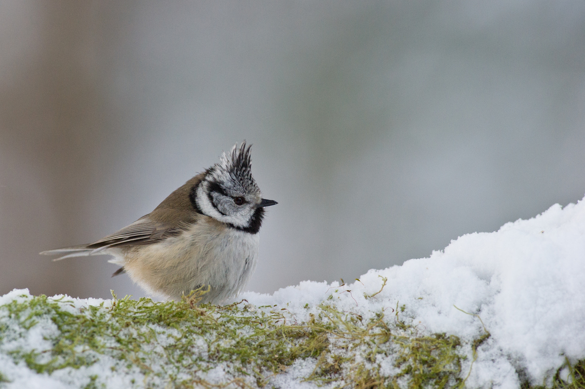 Nikon D3S + AF-S Nikkor 300mm f/2.8D IF-ED II sample photo. Ooo winter is here :) photography