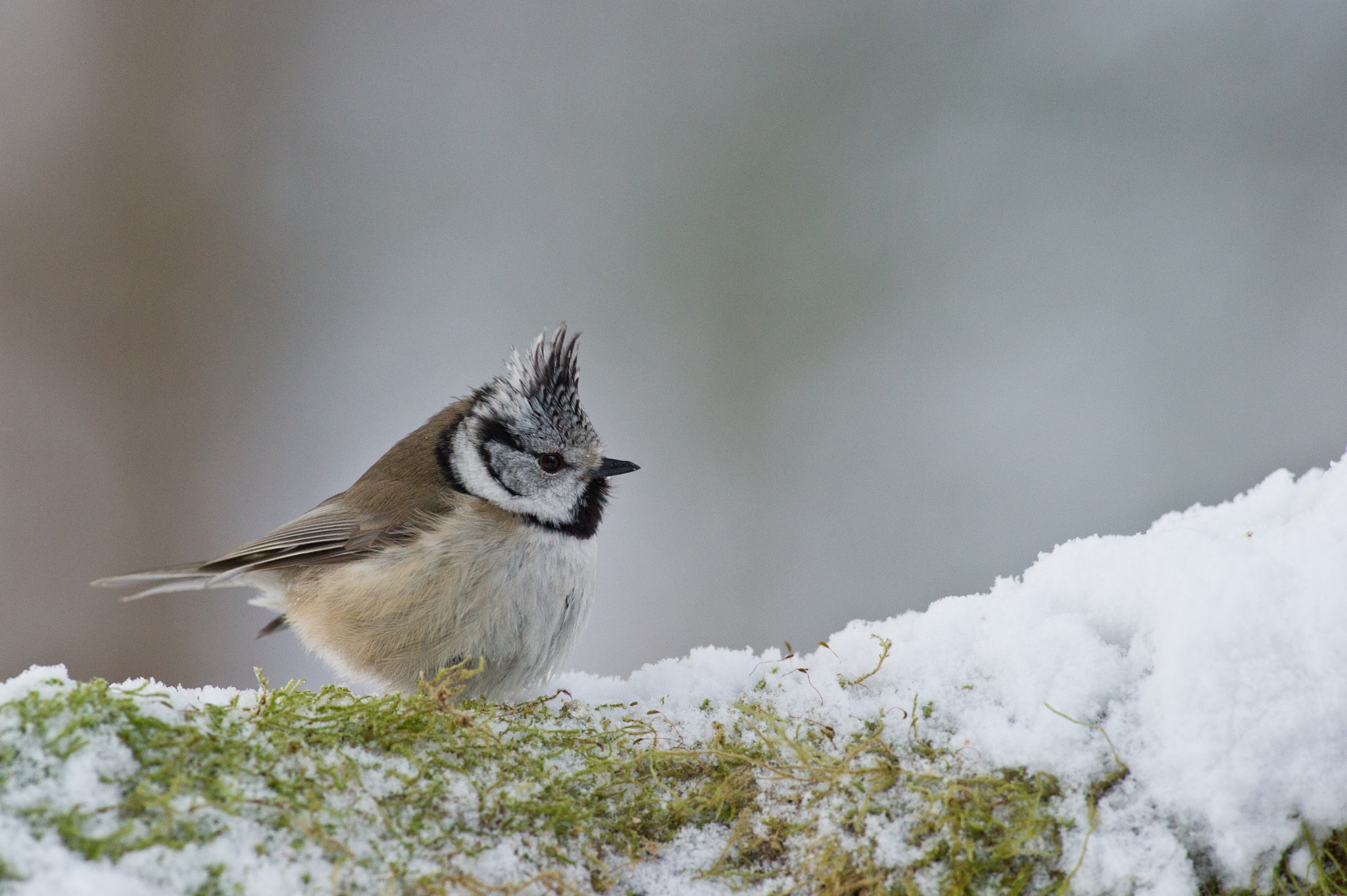 AF-S Nikkor 300mm f/2.8D IF-ED II sample photo. Ooo winter is here :) photography